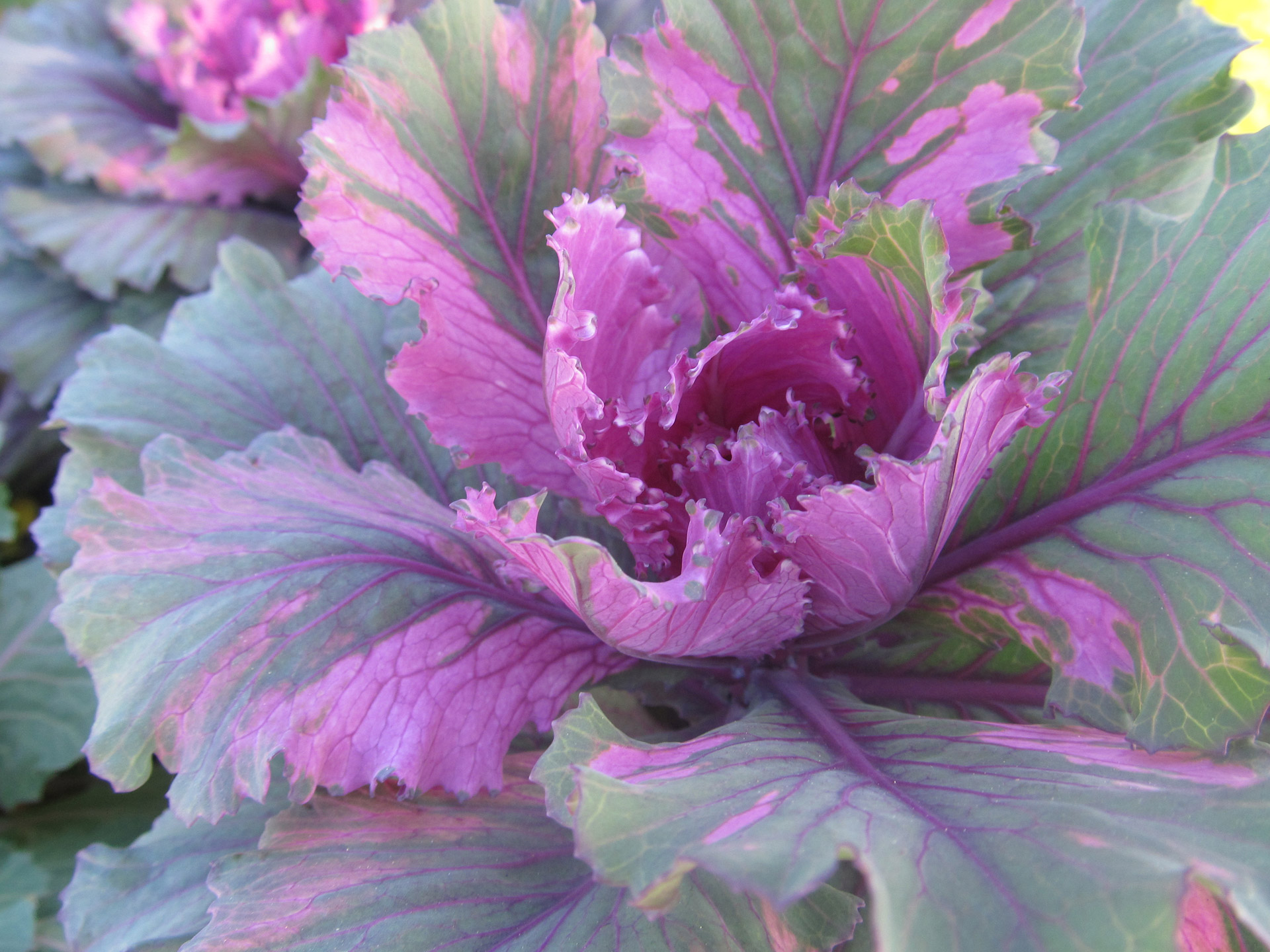 cabbage purple flower free photo