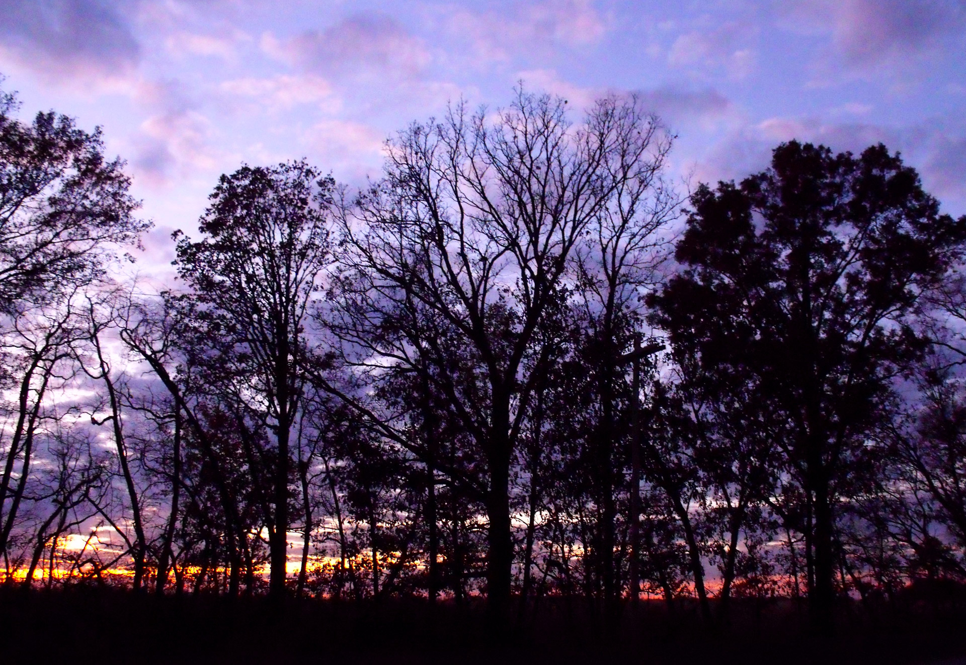 sunset purple trees free photo