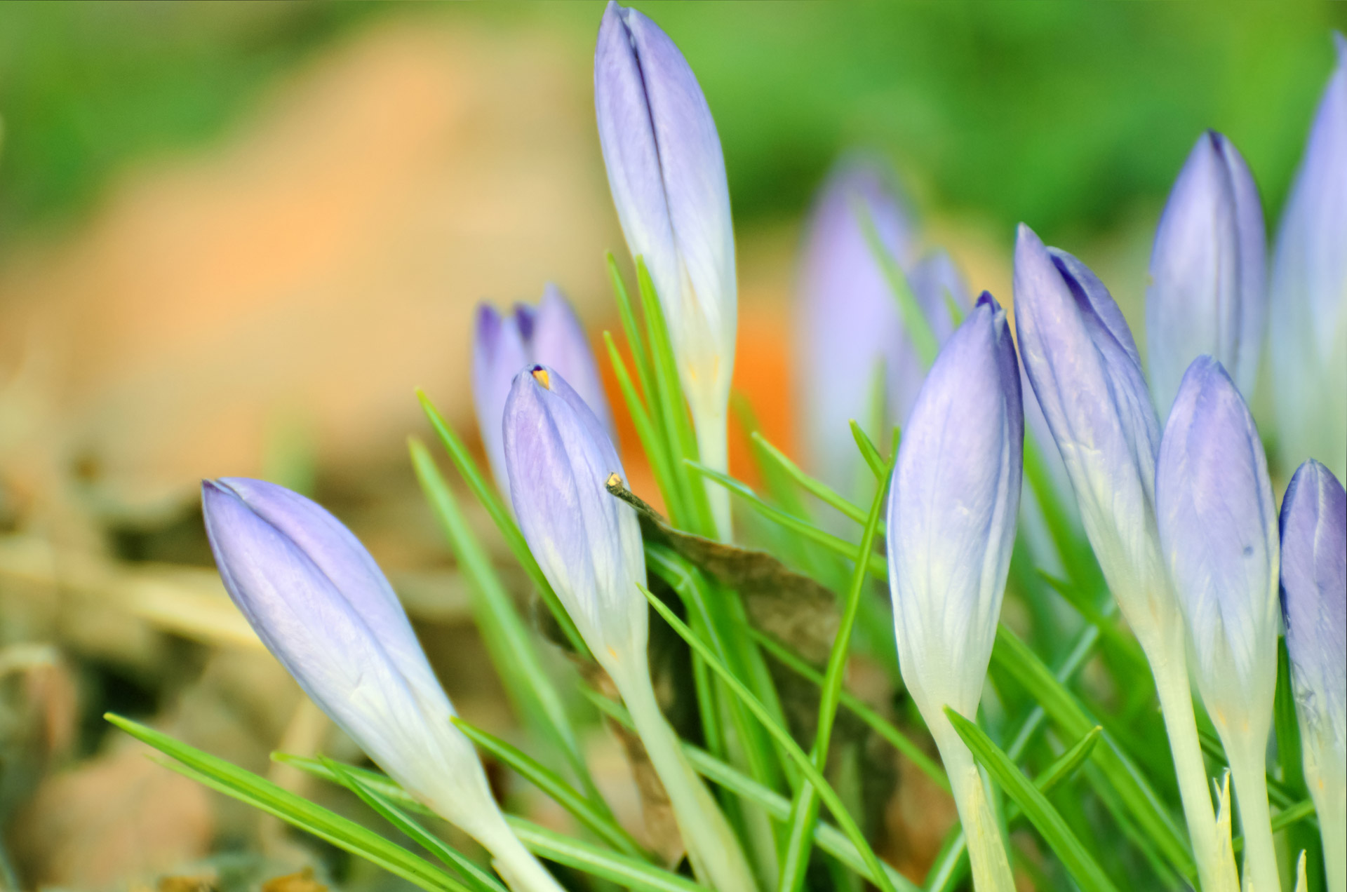 flower flowers purple free photo