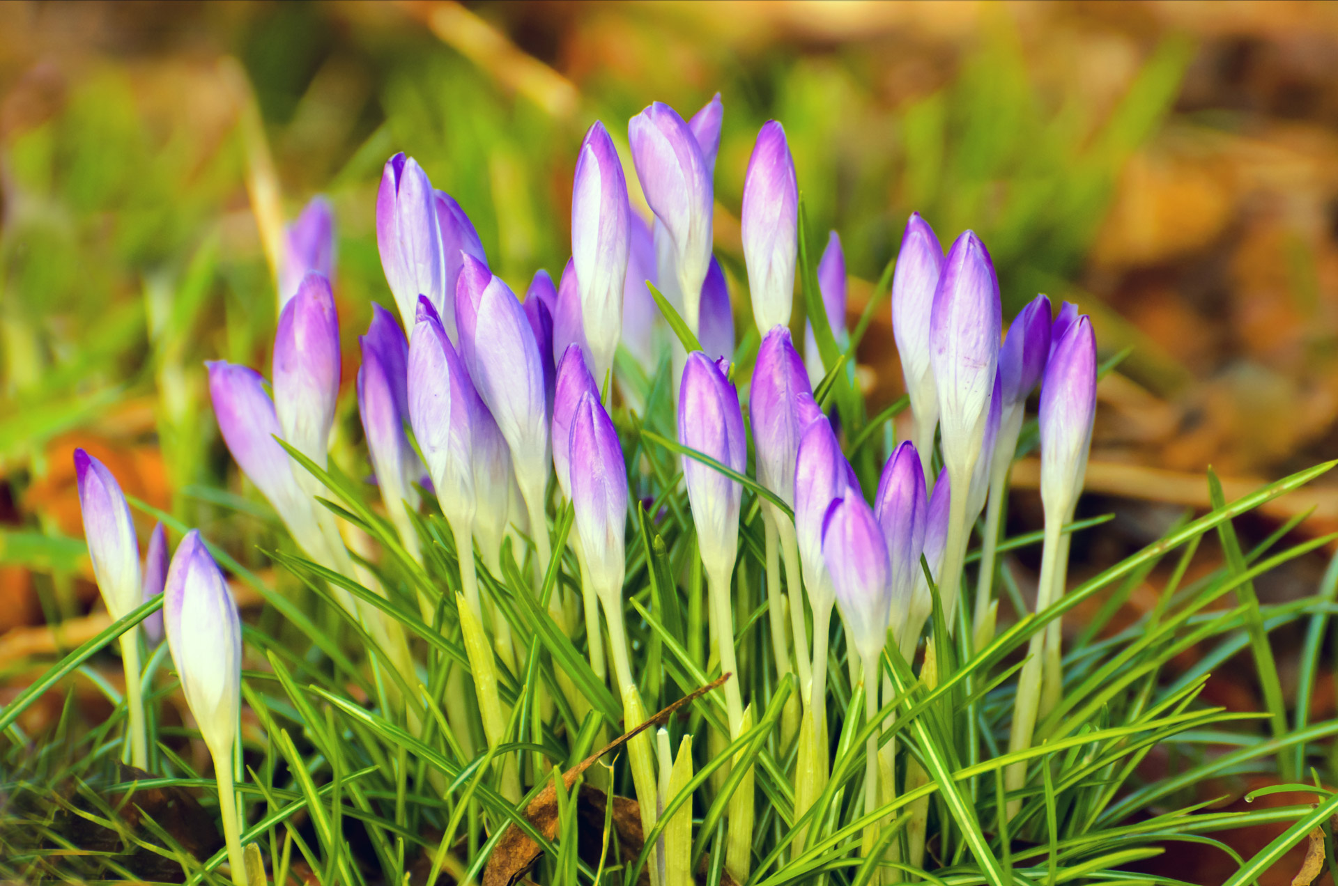 flower flowers purple free photo