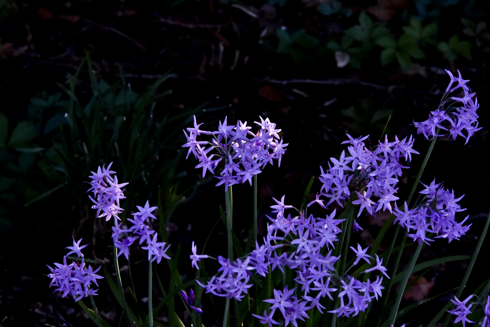 purple star flower free photo