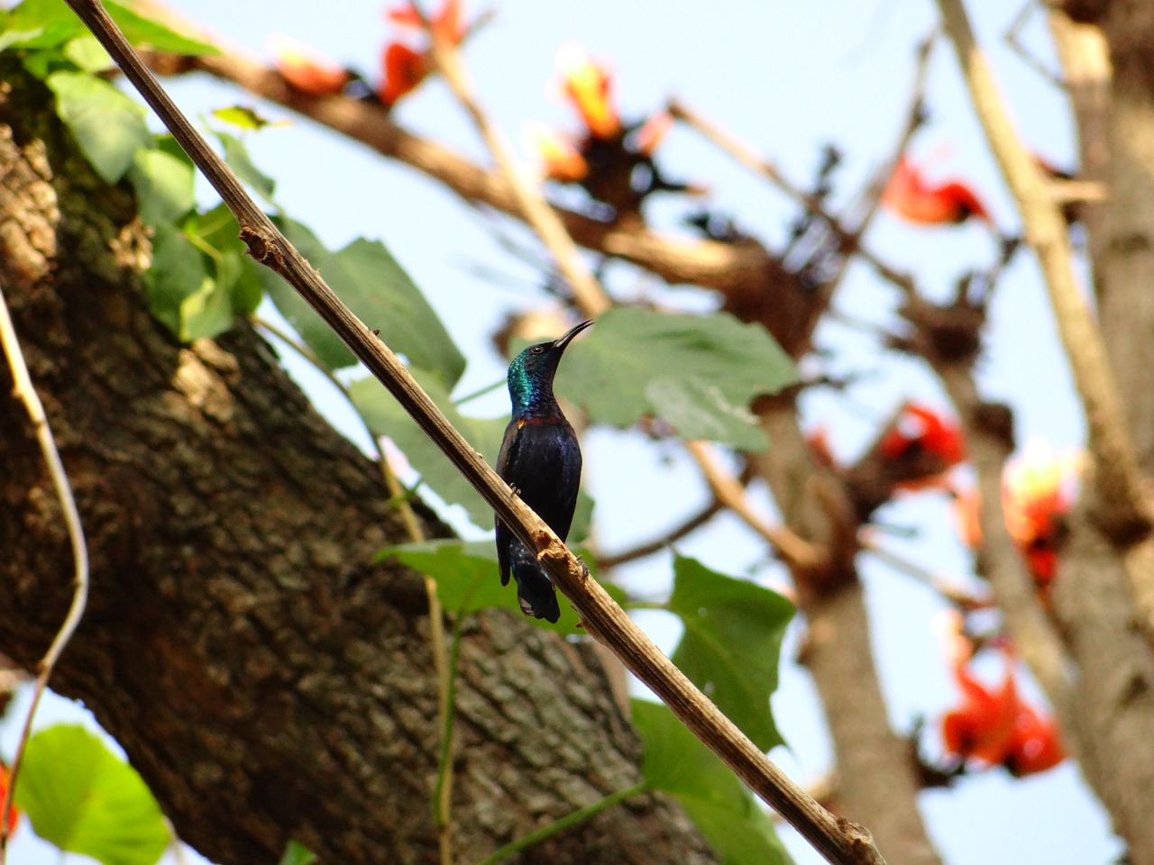 purple sunbird sunbird colorful free photo