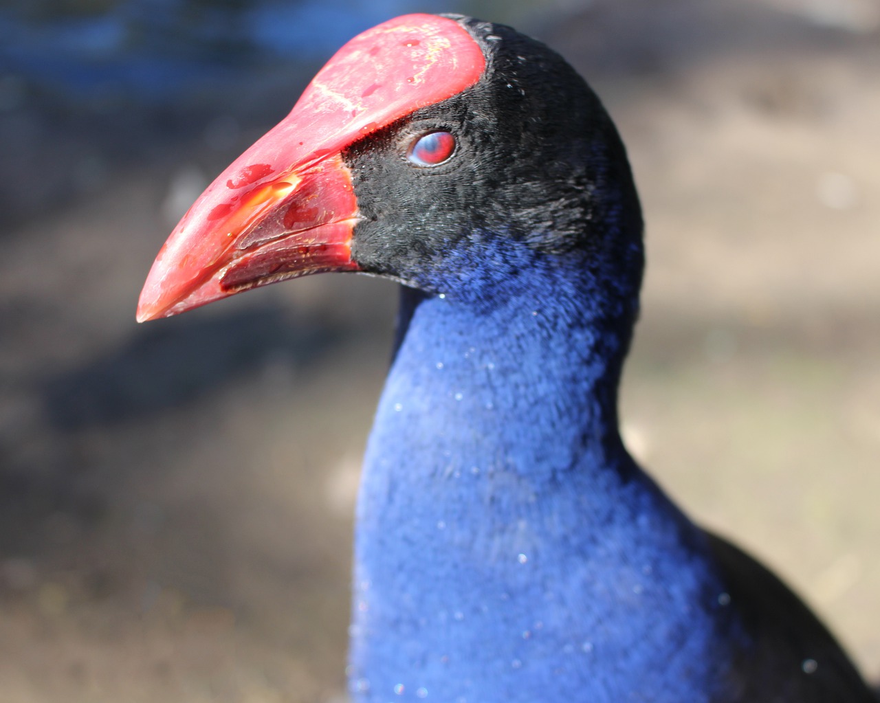 purple swamphen  moorhen  waterbird free photo