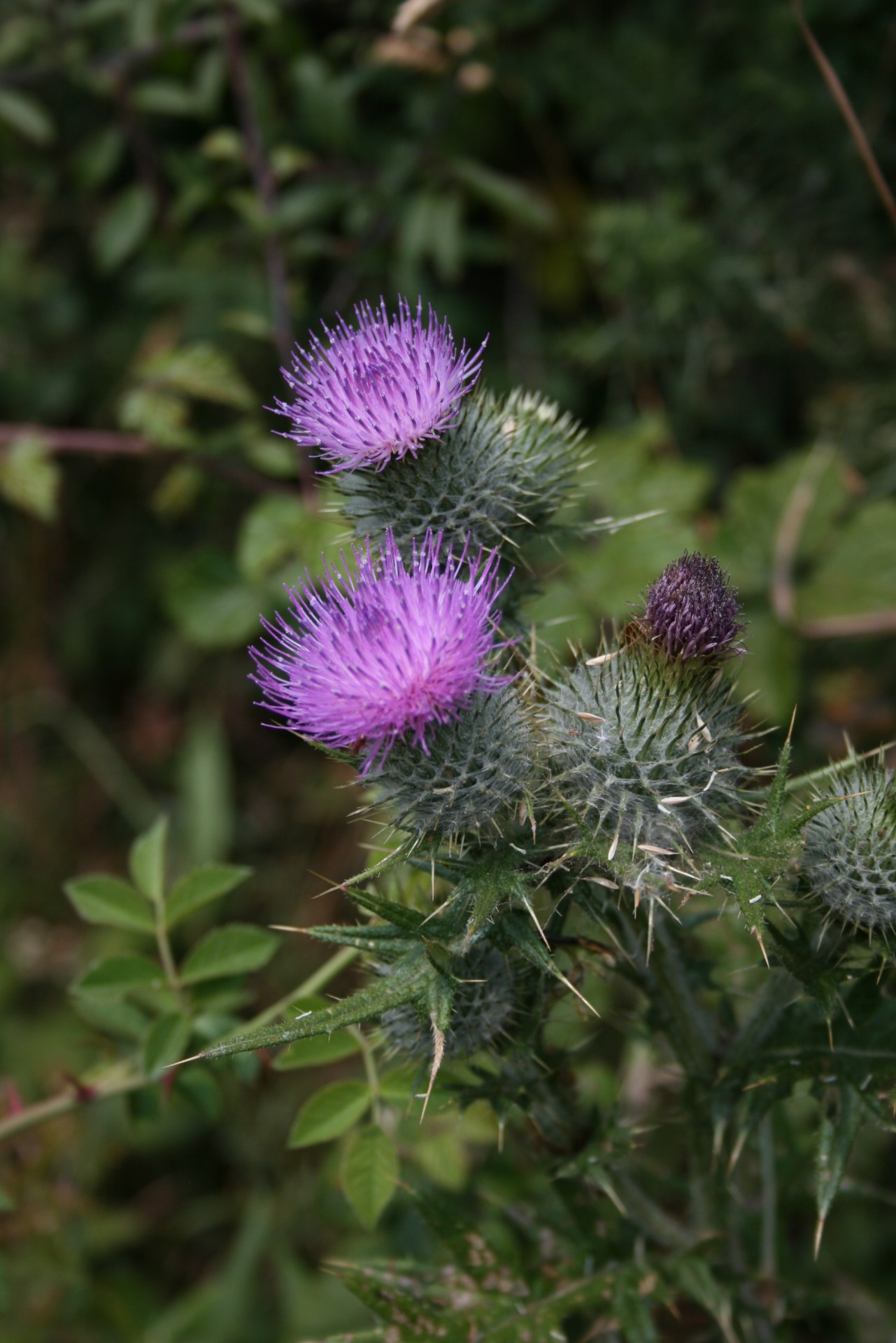 thistle purple wild free photo