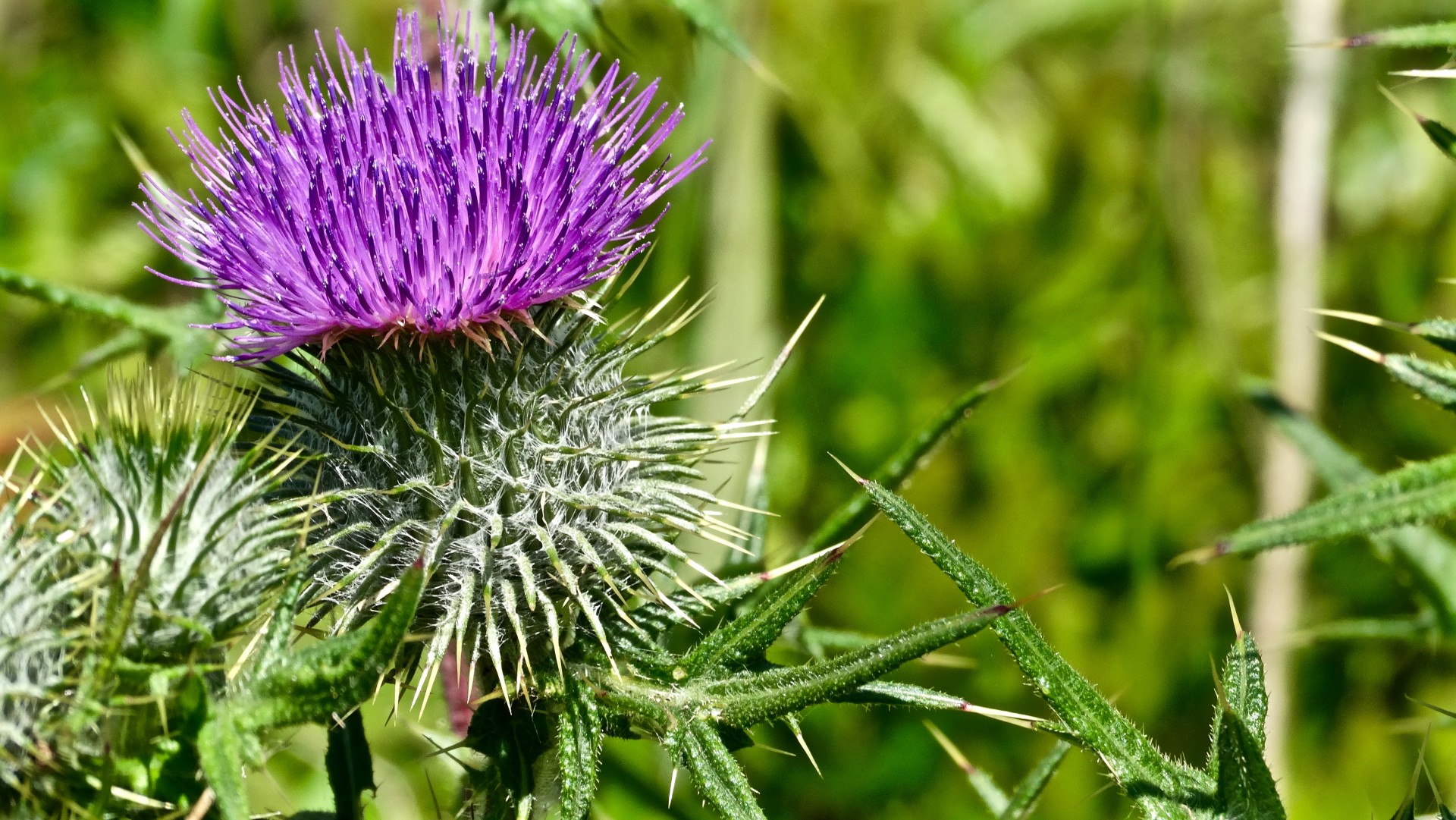 purple thistle purple thistle free photo