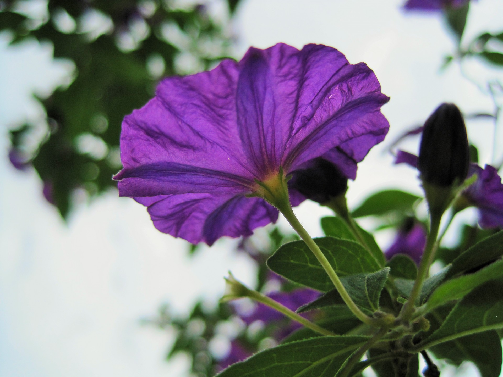 flower purple delicate free photo