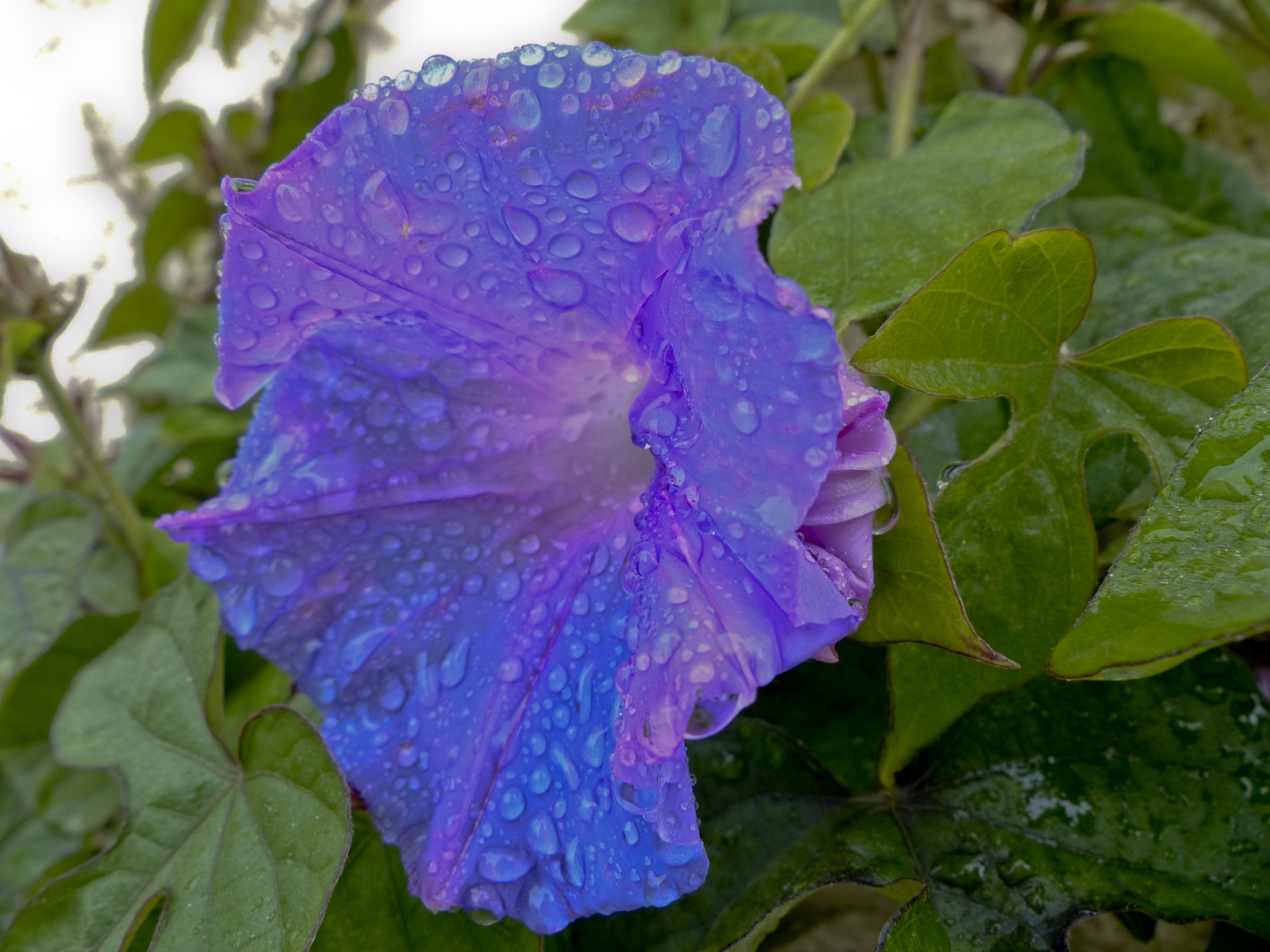 trumpet flower blue free photo