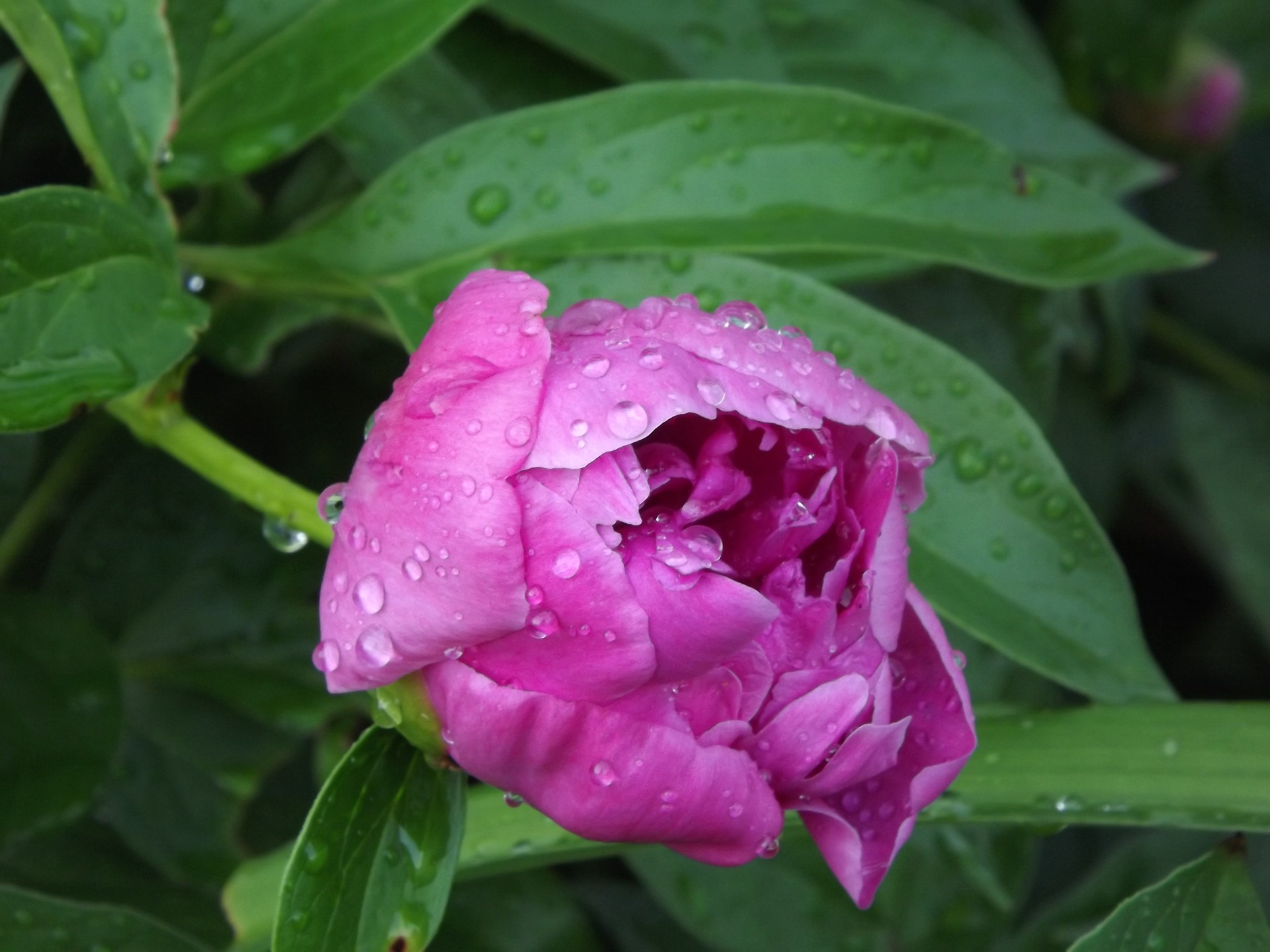 purple tulip flower free photo