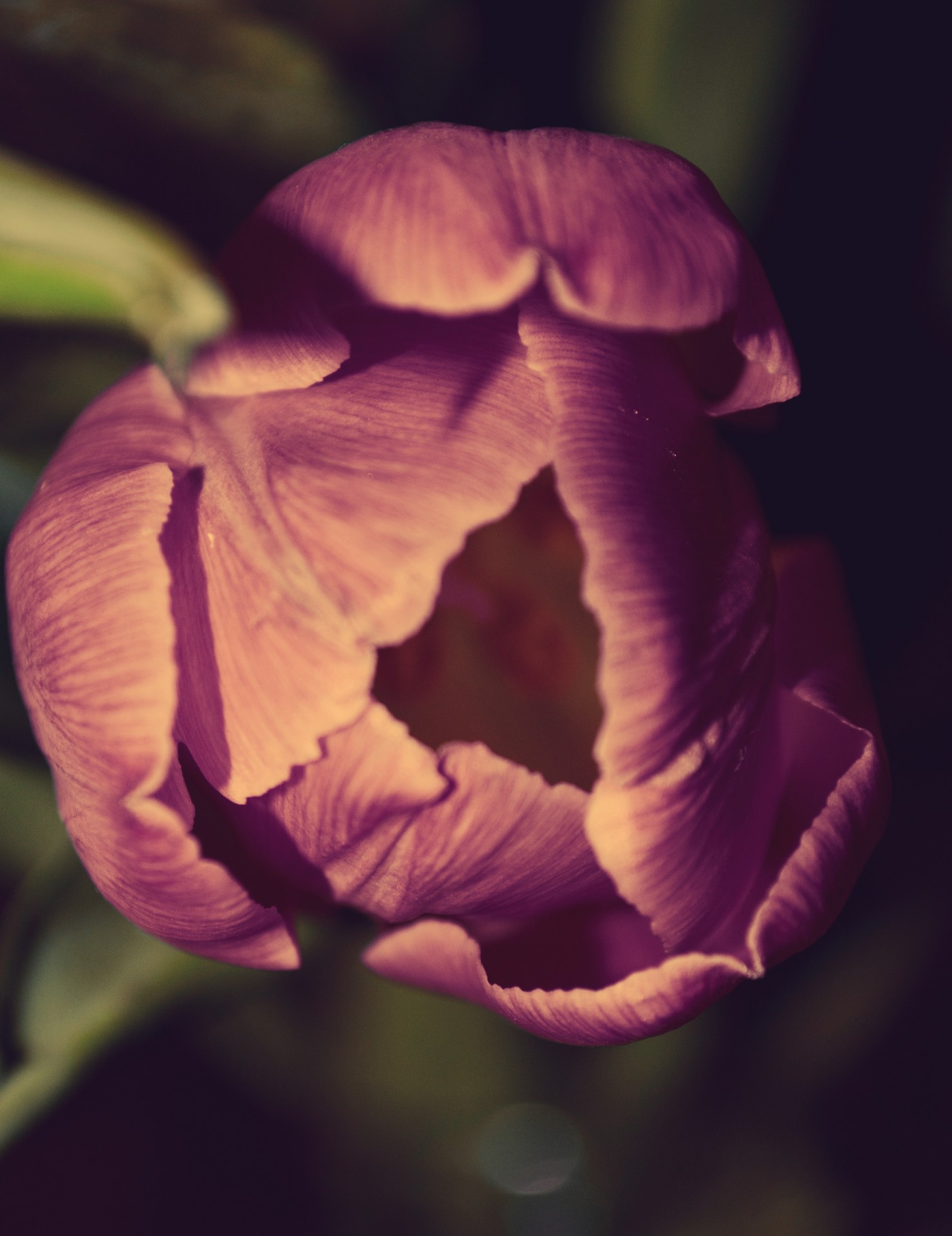 purple tulip flower free photo