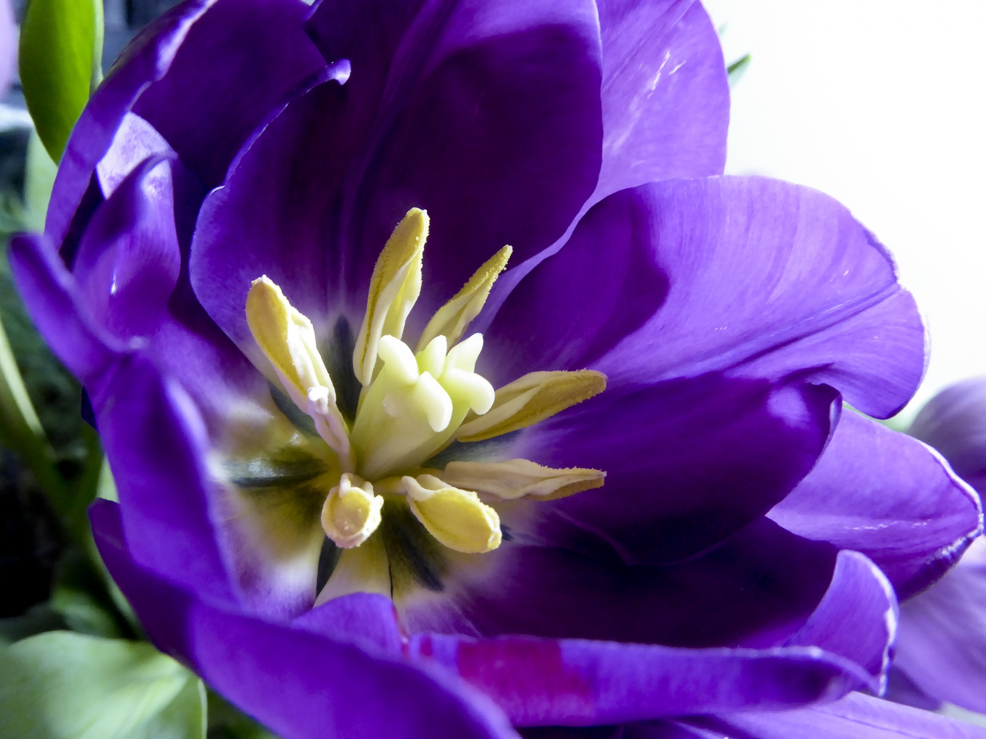flower tulip closeup free photo