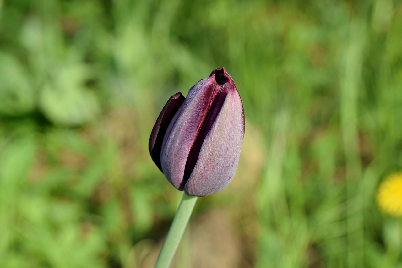 purple tulip  tulips  flower bud free photo
