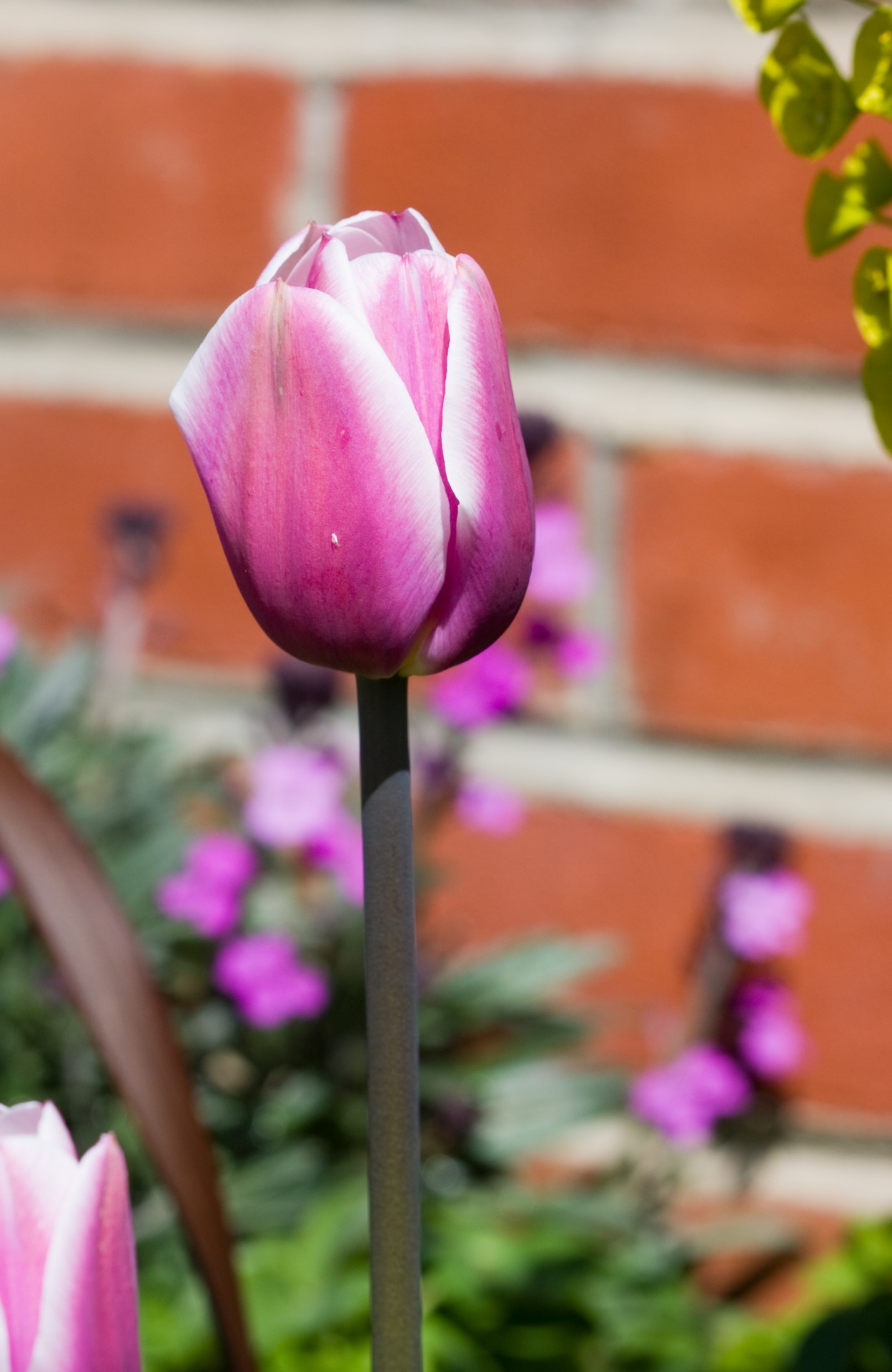 tulip flower purple free photo