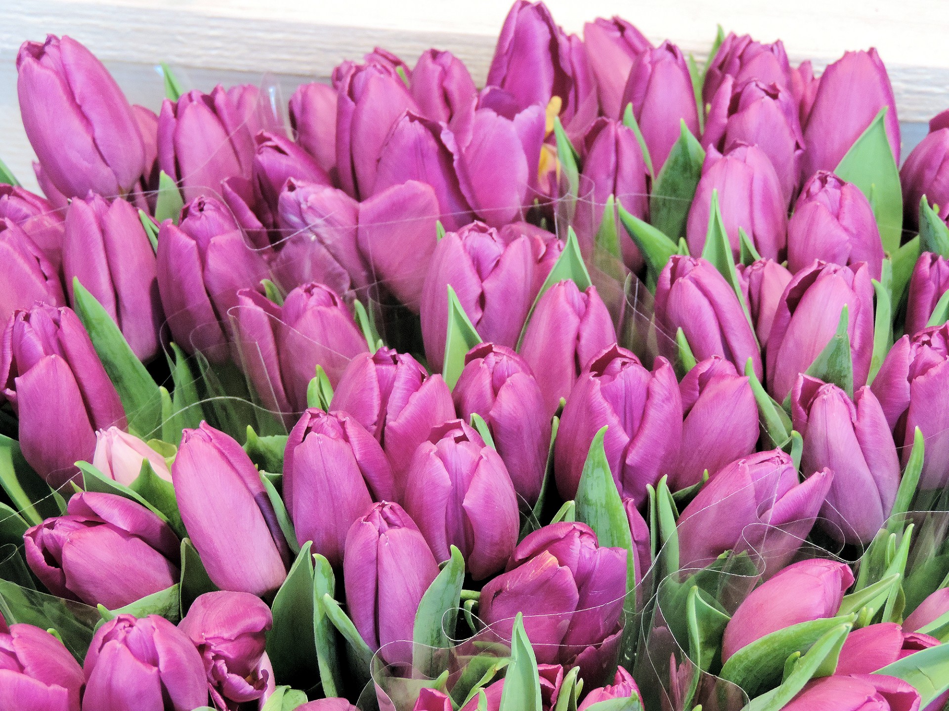 flowers tulips dutch free photo