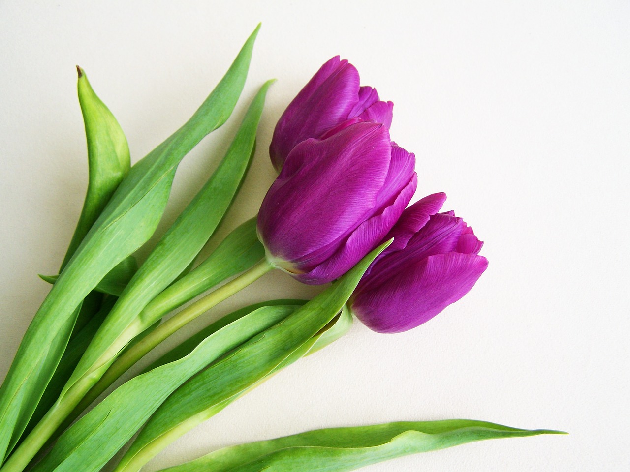 purple tulips spring flower plant free photo