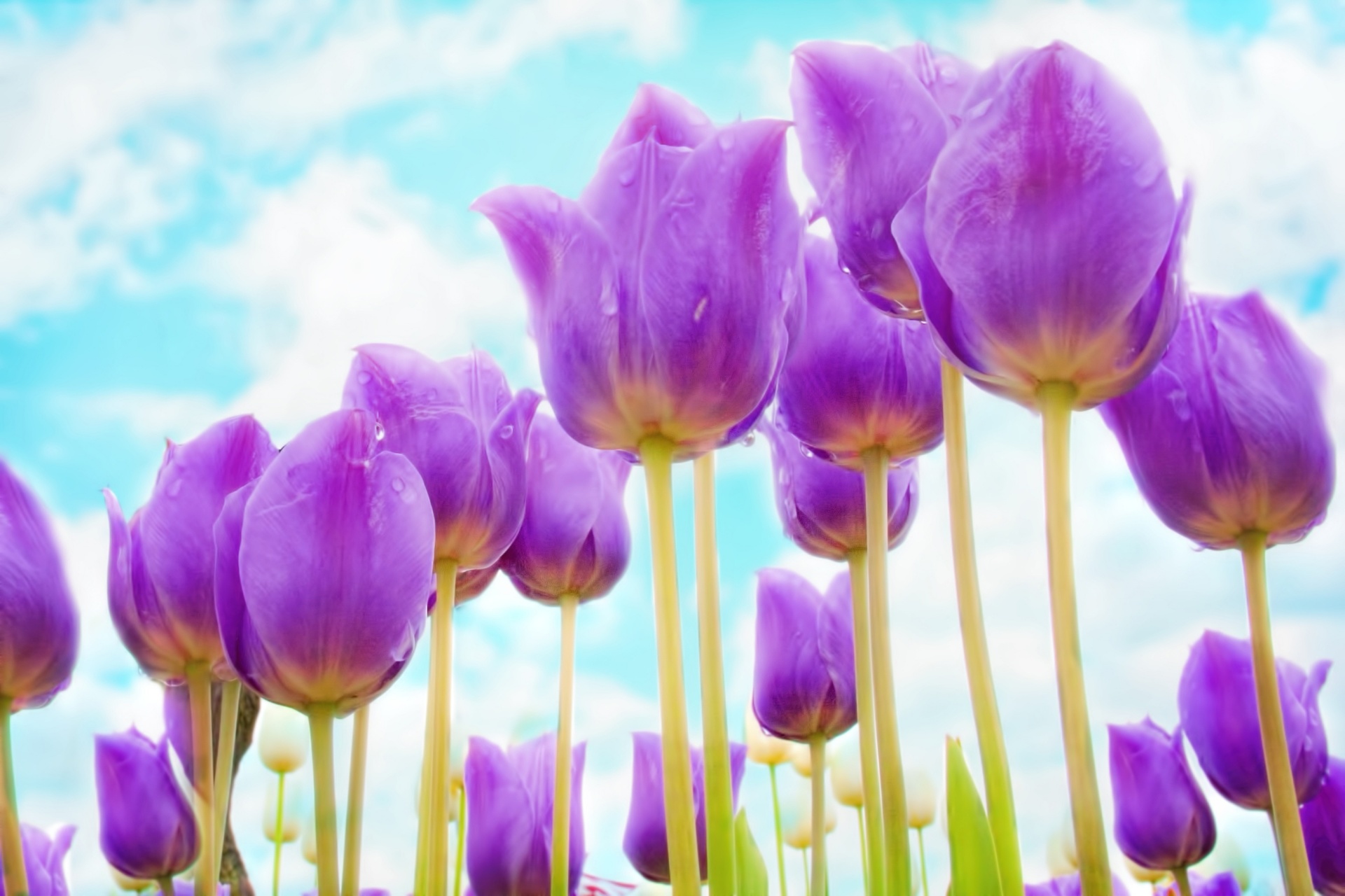 tulips purple flowers free photo