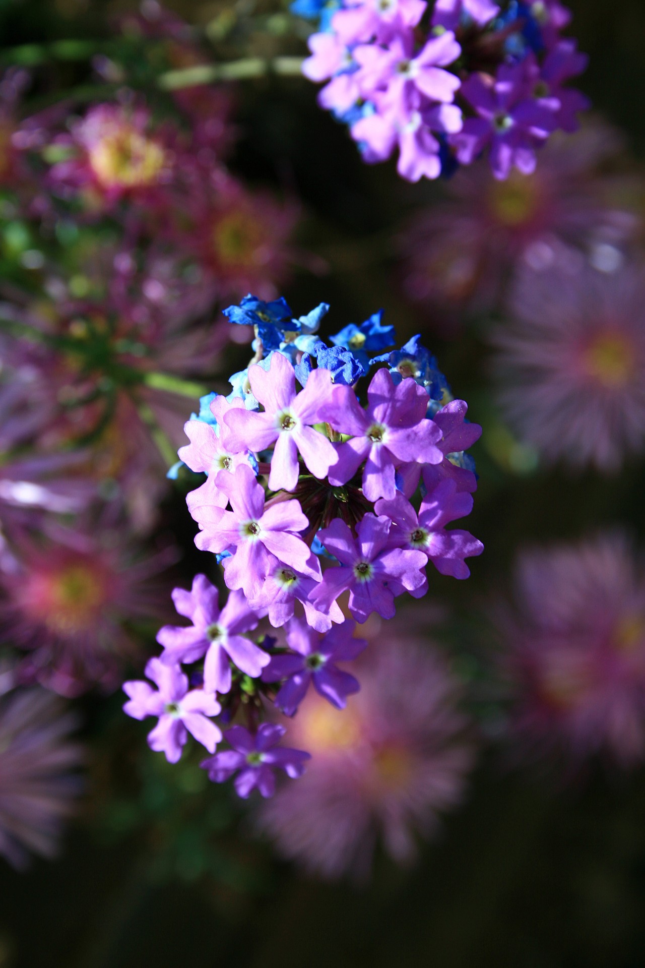 flowers weed verbena free photo