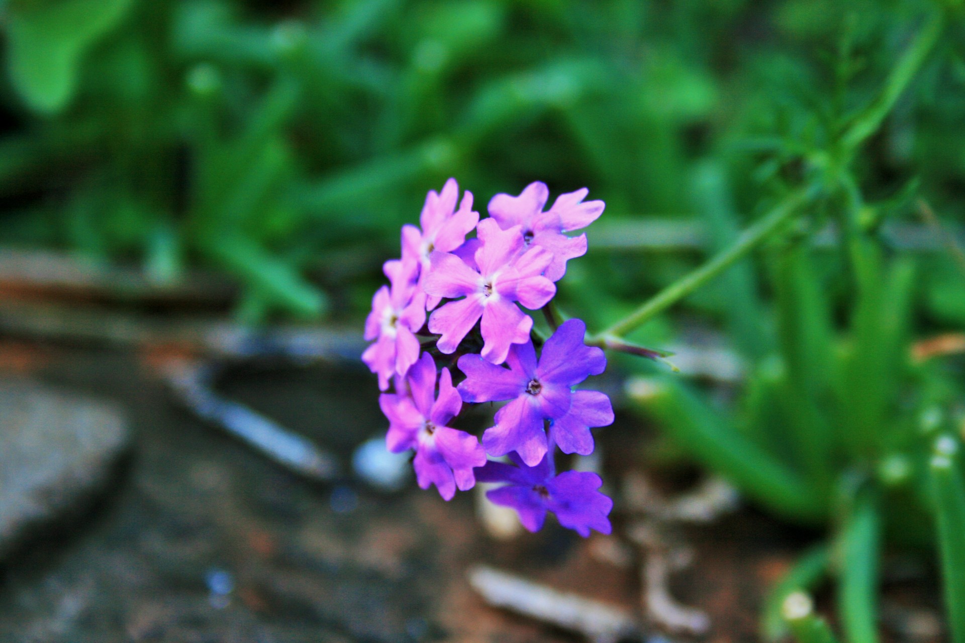 flower verbena purple free photo