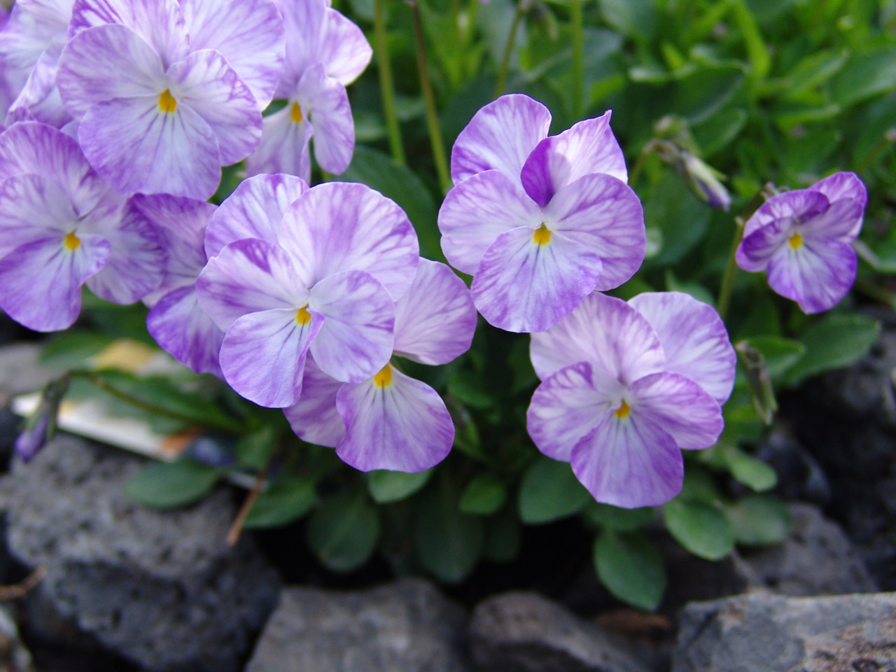 flowers garden purple viola free photo