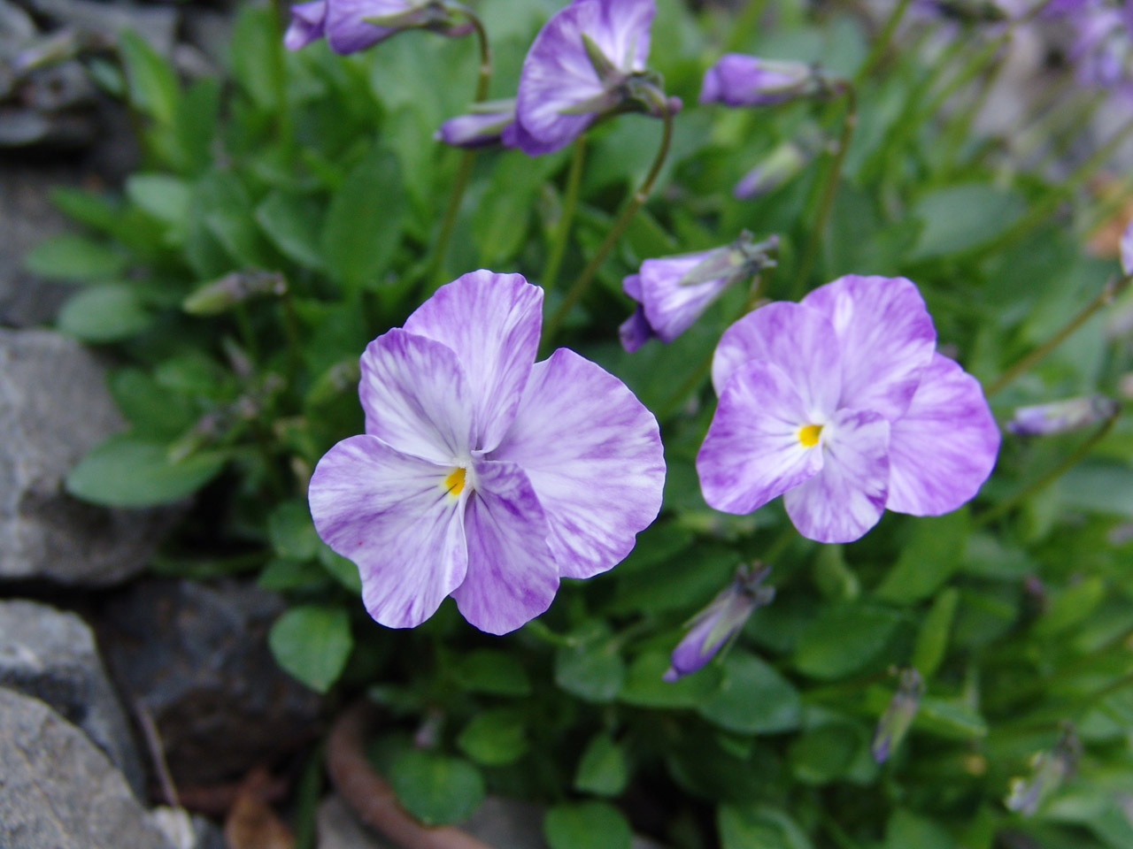 flowers garden purple viola free photo