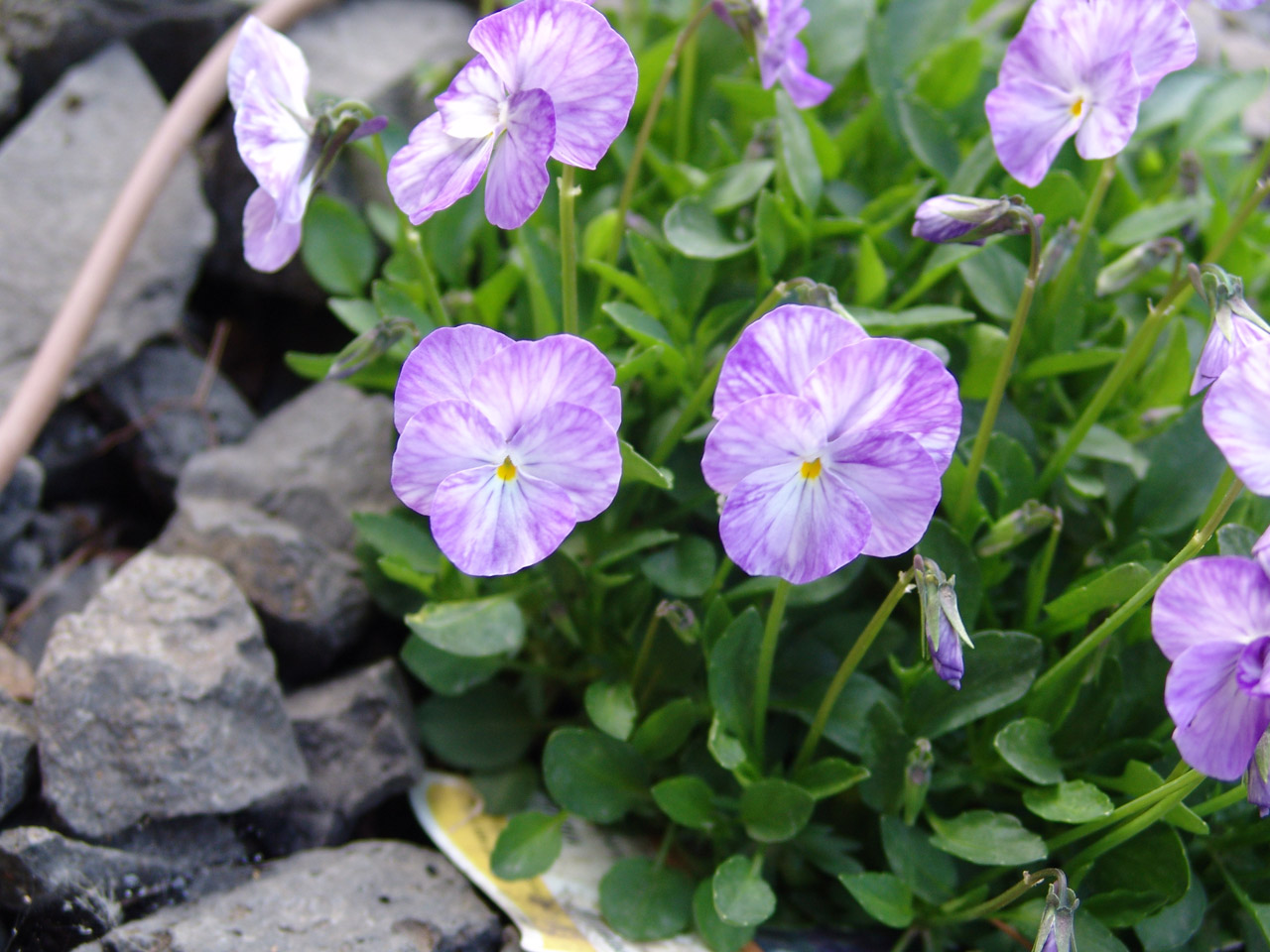 flowers garden purple viola free photo