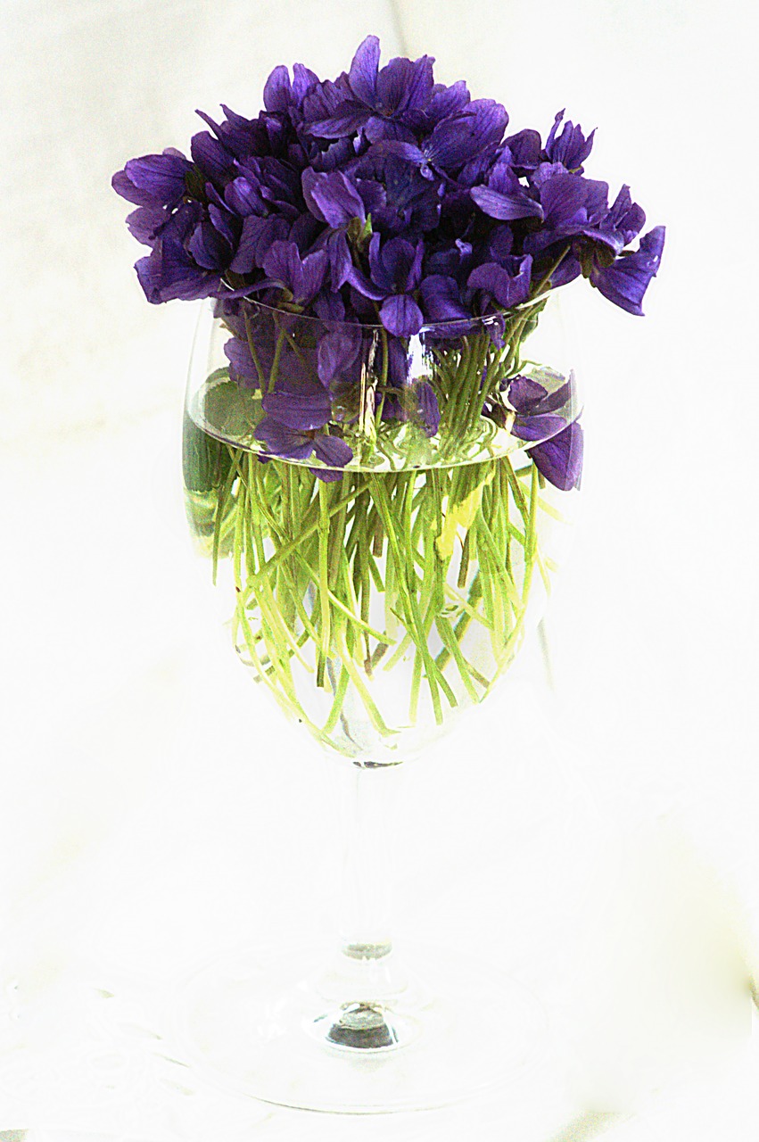 purple violets still life glass glass free photo