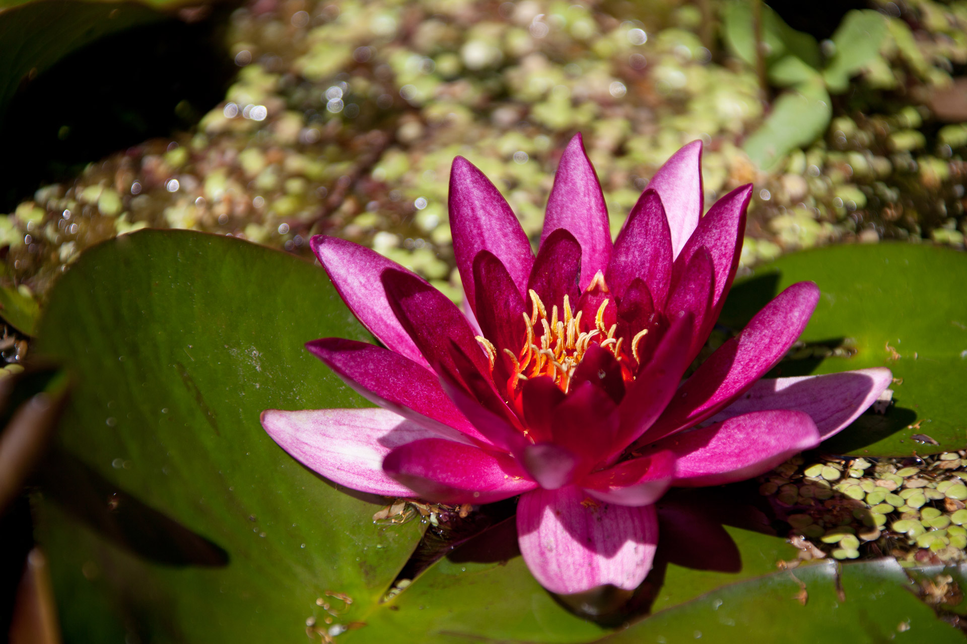 aquatic bloom blossom free photo