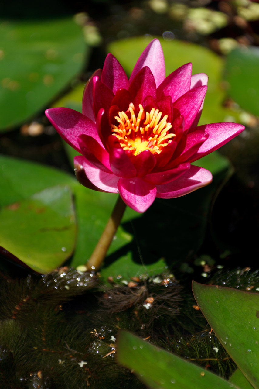 aquatic bloom blossom free photo