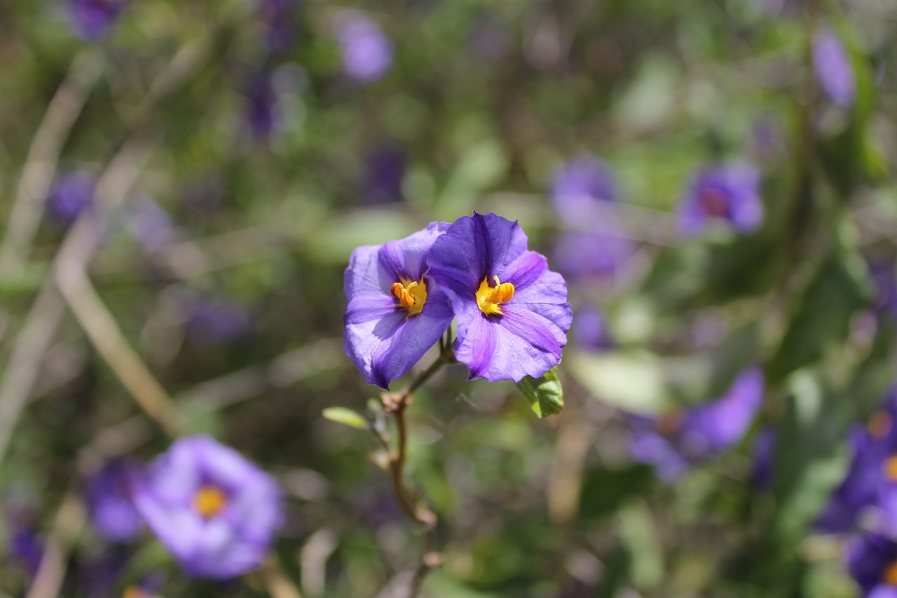 purple weed flower morning glory free photo