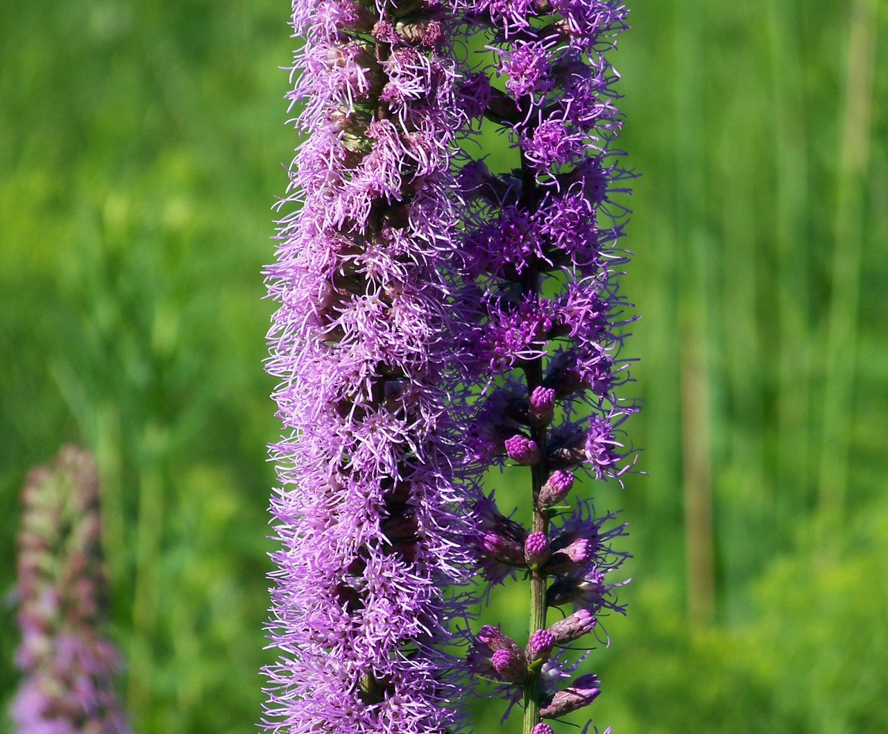 purple weed summer free photo