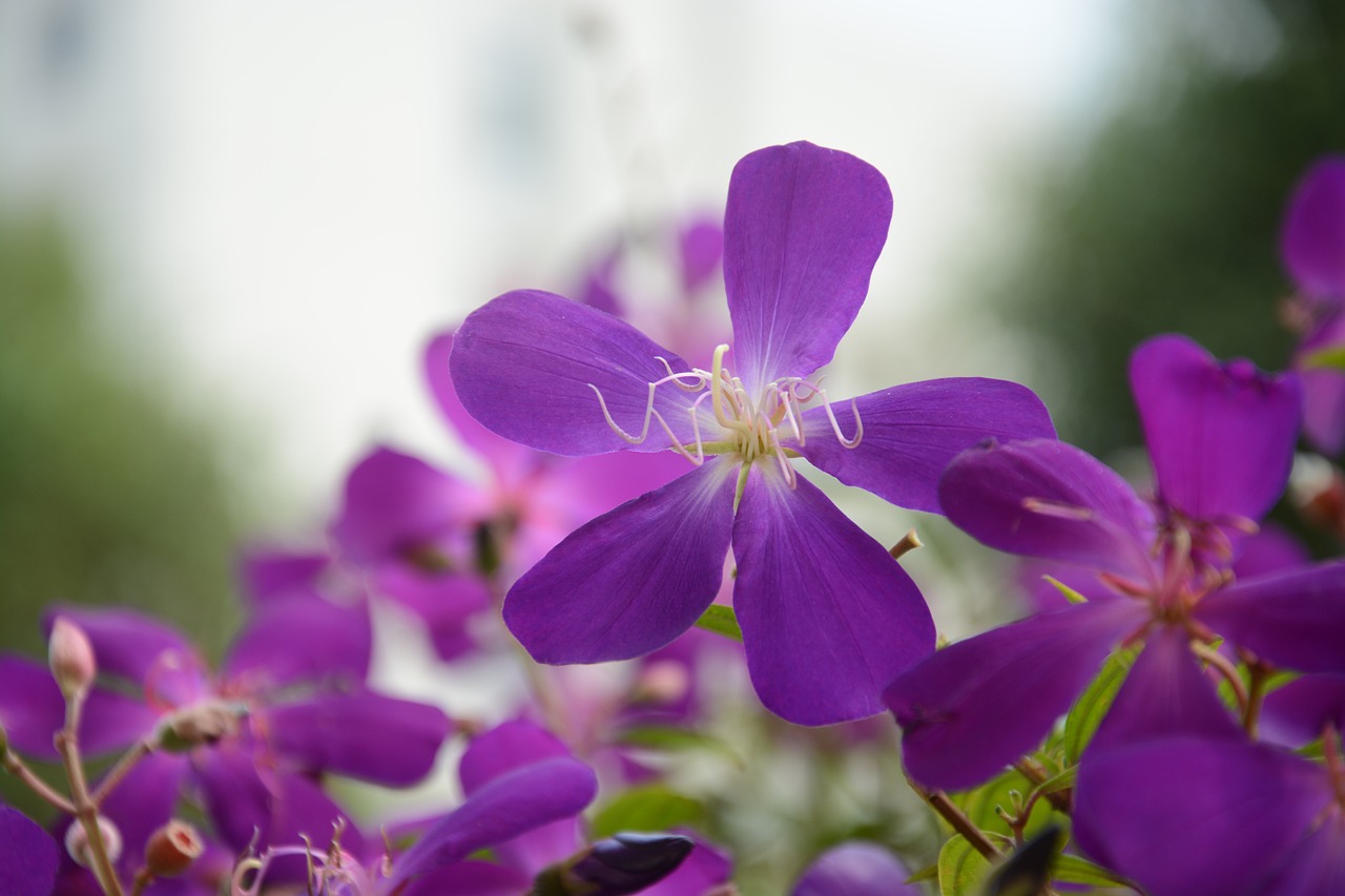 purple wild flowers five petal flower flower materials free photo