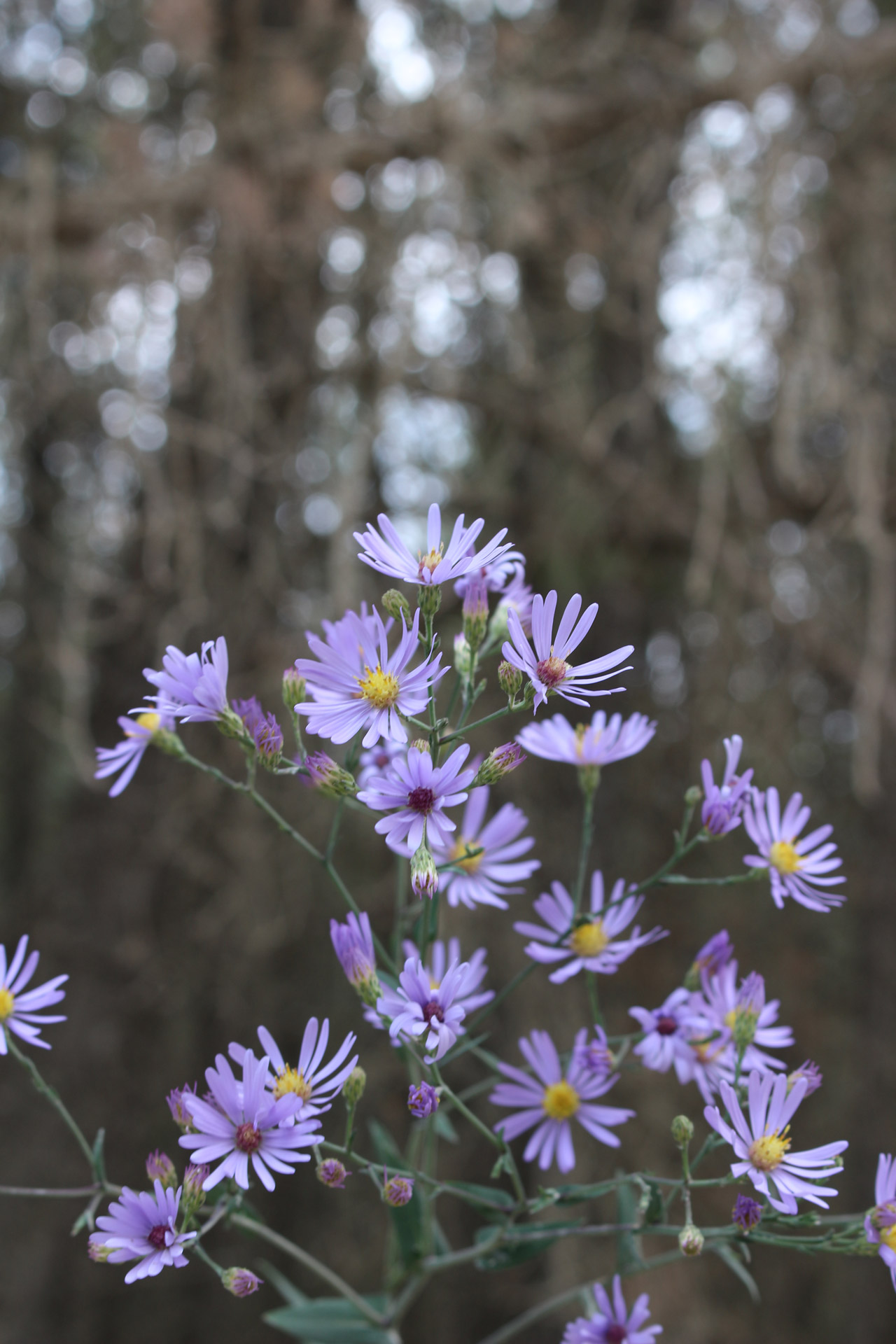 purple wild flowers free photo