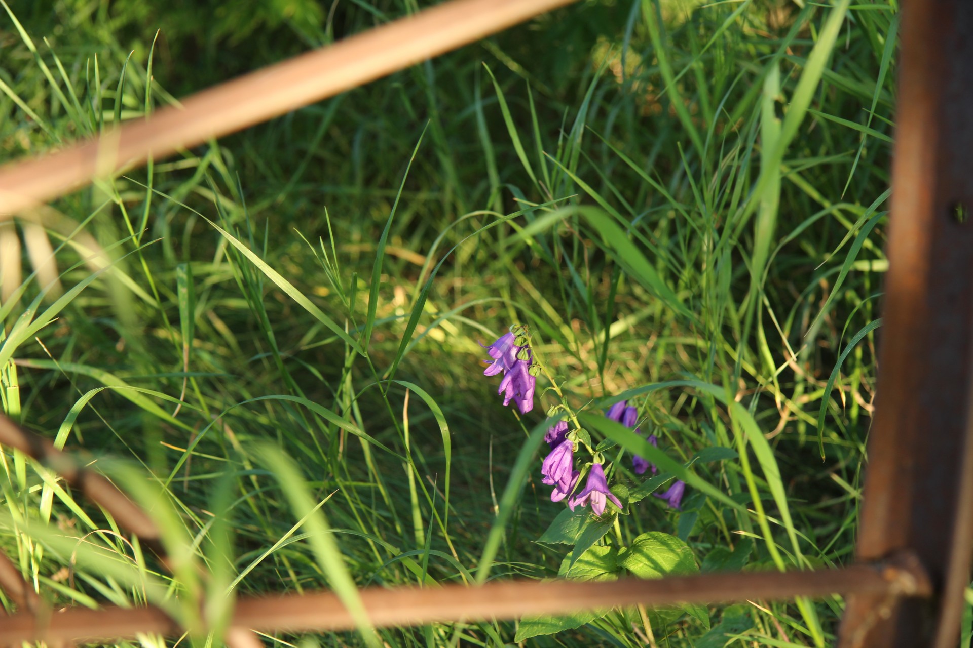 purple wild flowers free photo