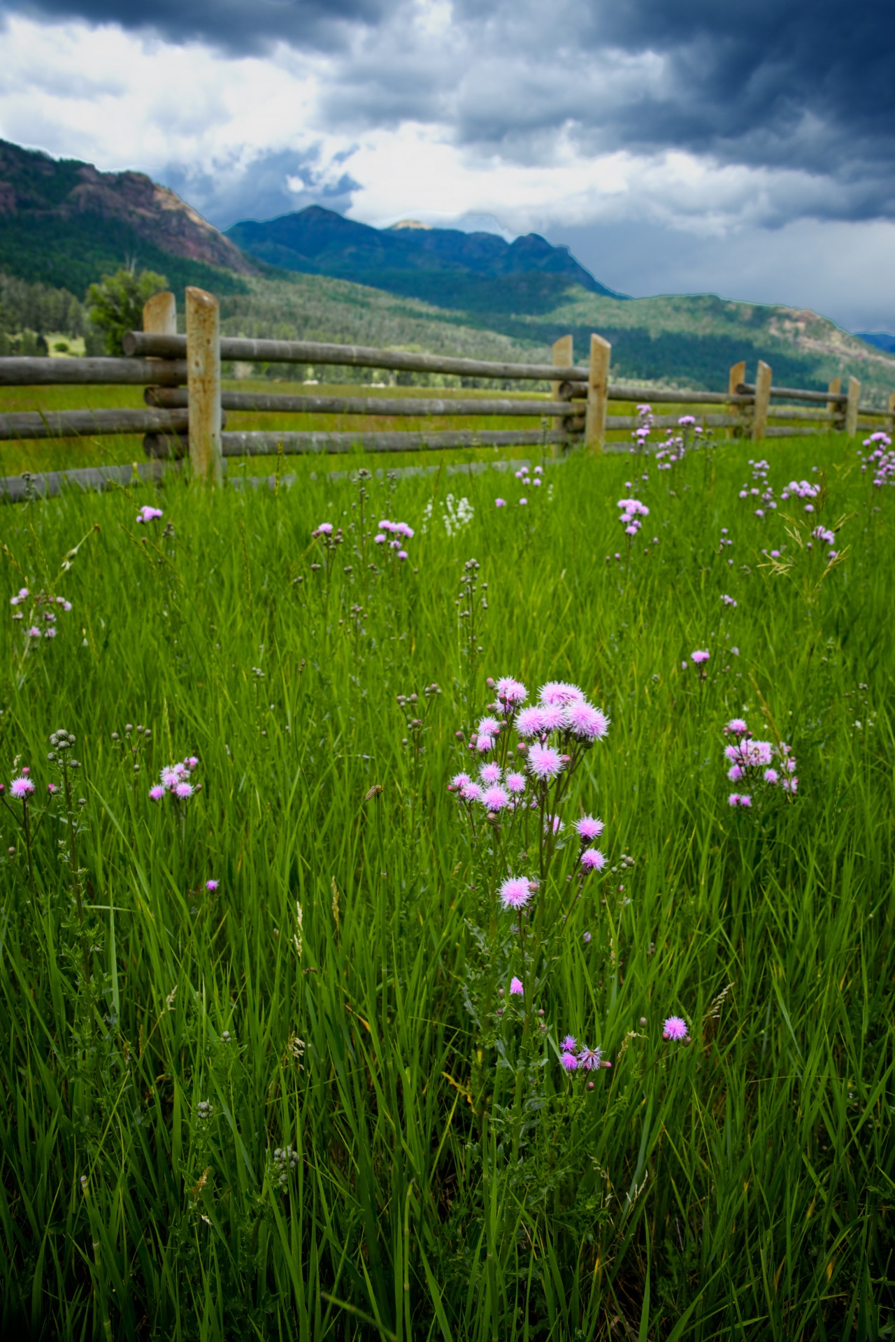 colorado fence field free photo