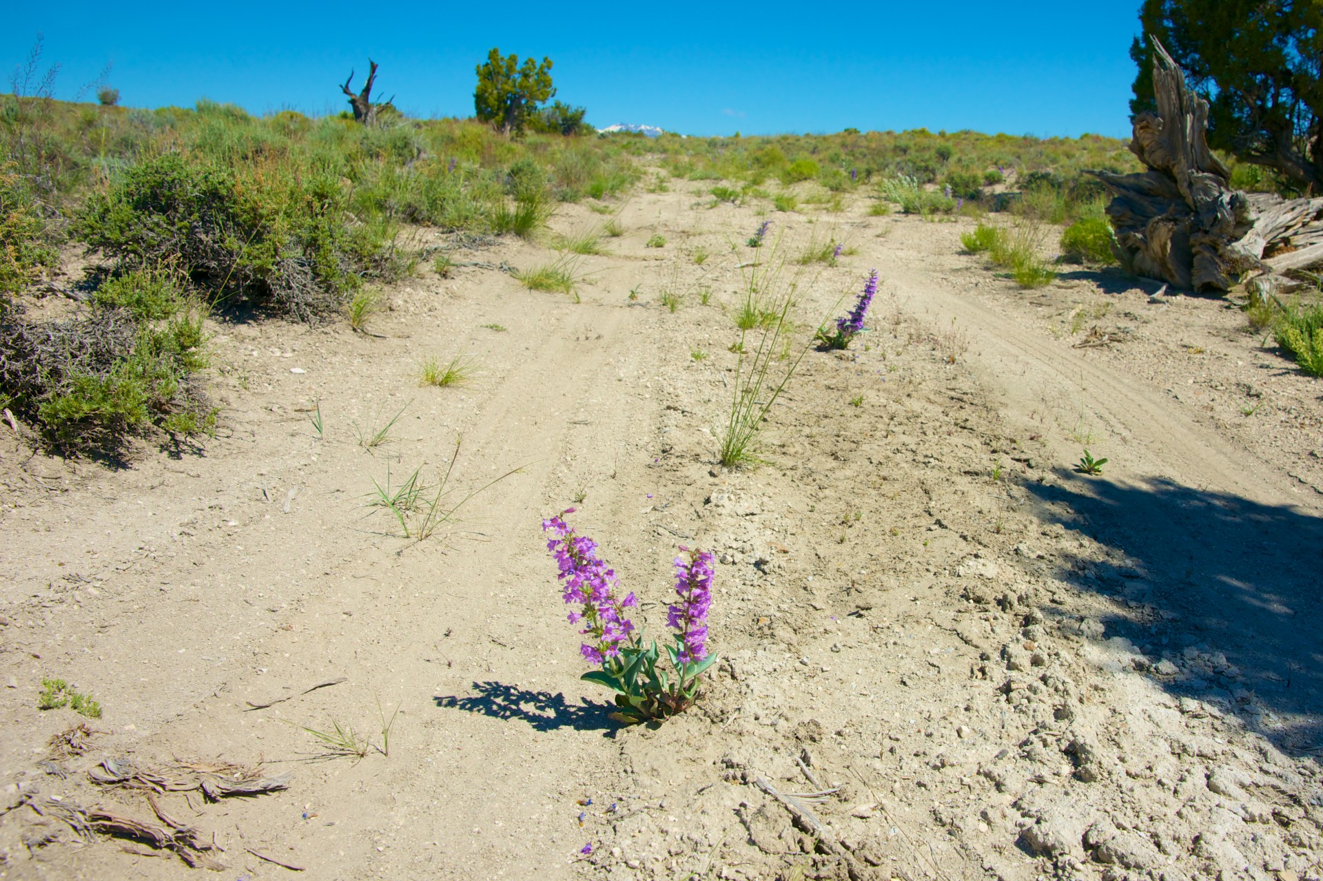 climate desert environment free photo