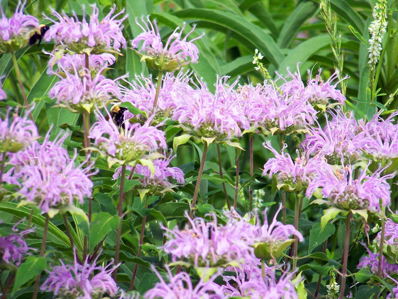 purple wildflowers flowers free photo