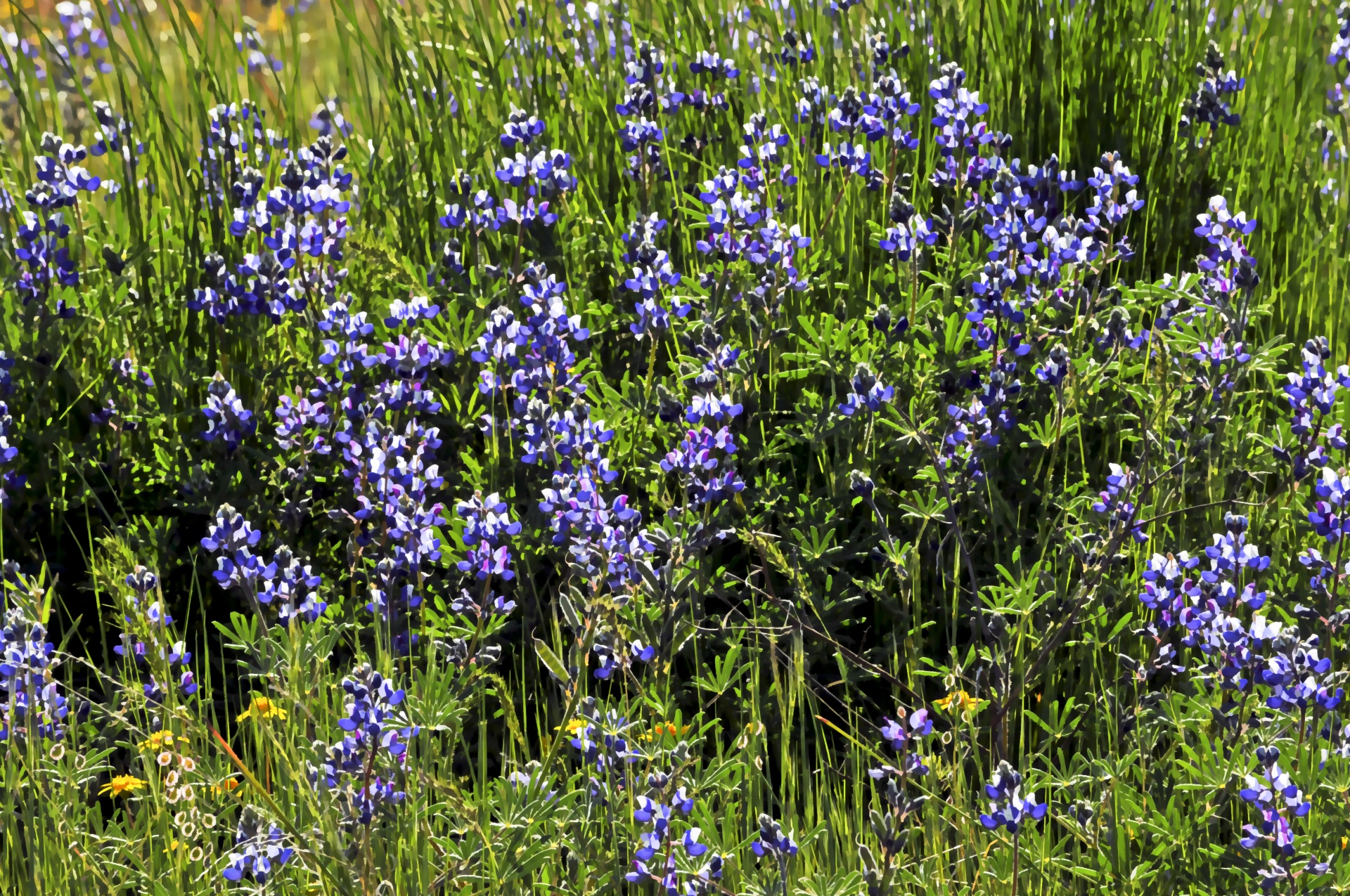 flower flowers field free photo