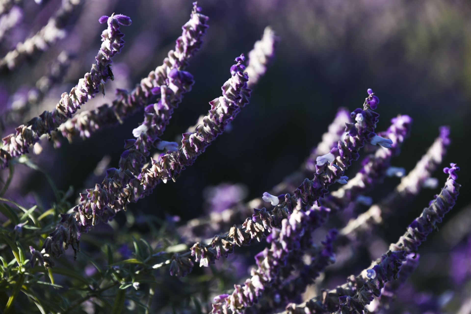 purple dark flower free photo