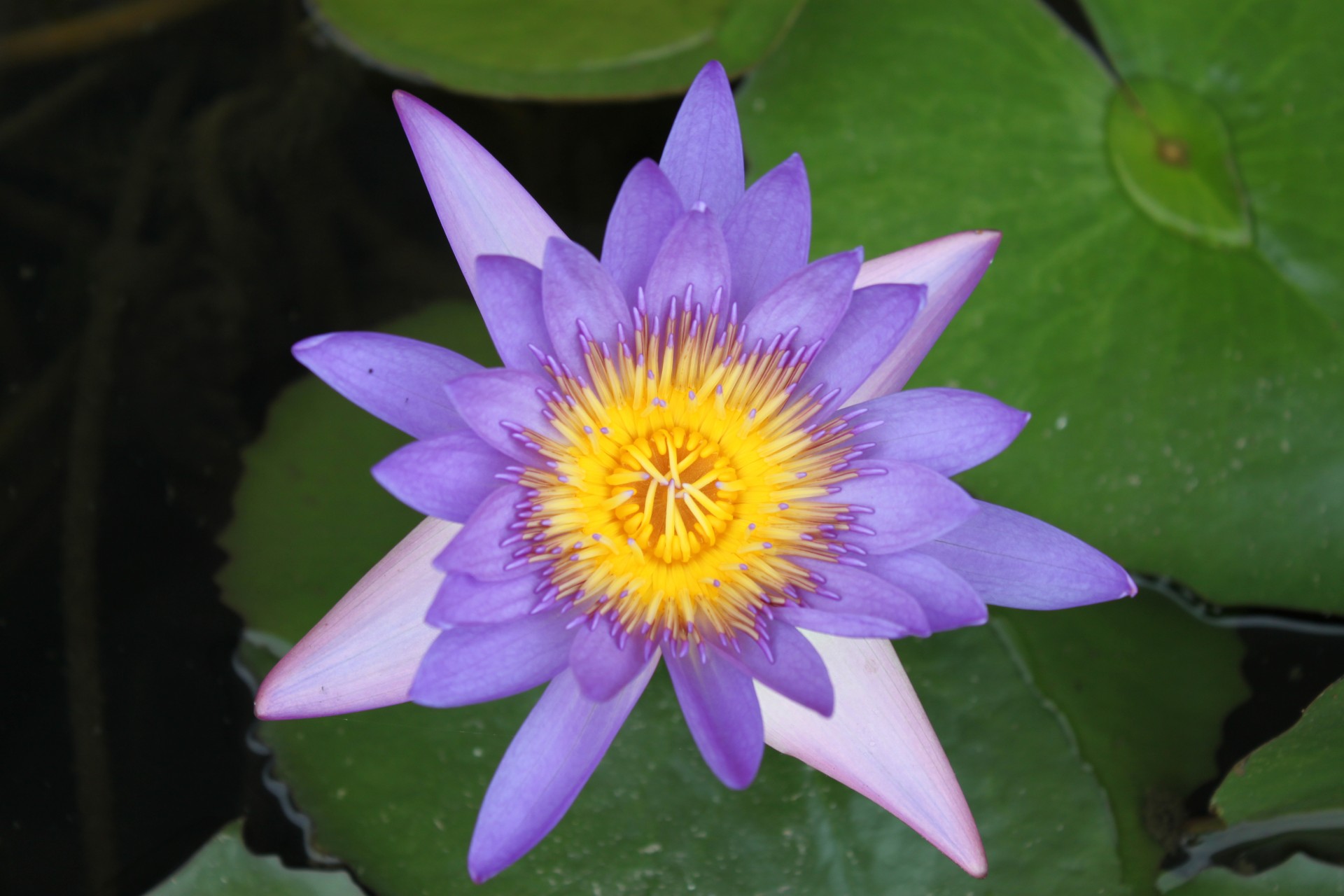purpose color lotus free photo