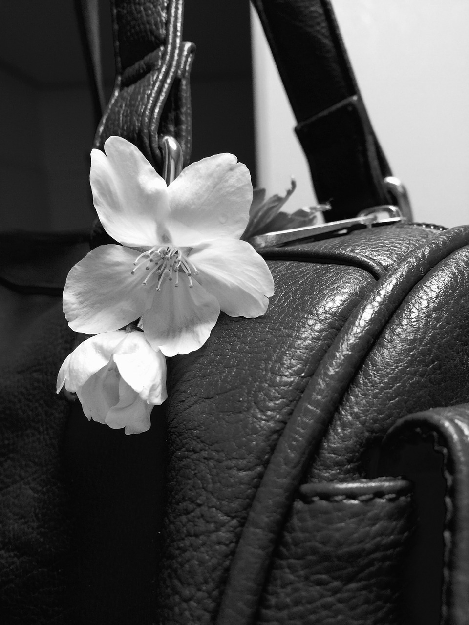 purse flower cherry blossom free photo