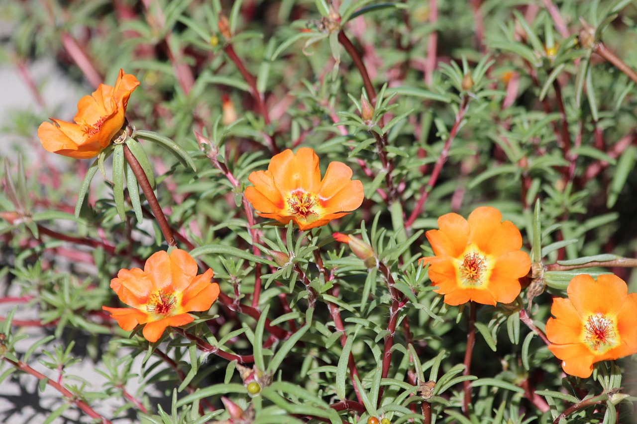 purslane  portulaca grandiflora  grandiflora free photo