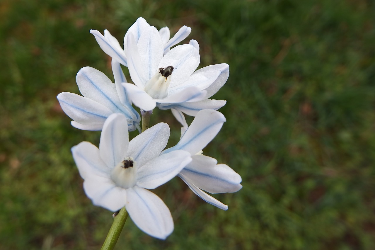 puschkinie  early bloomer  spring free photo