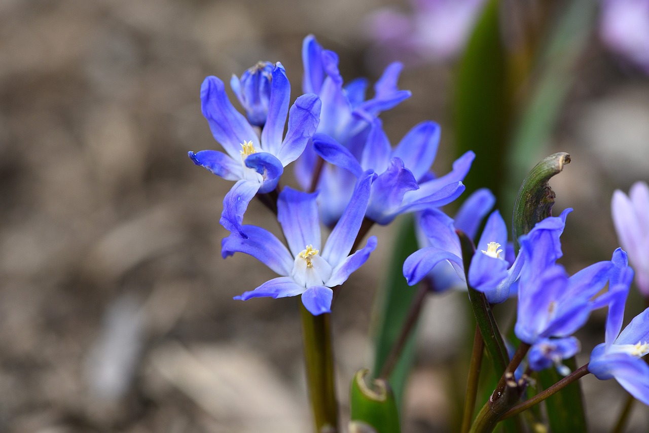 puschkinie flower plant free photo