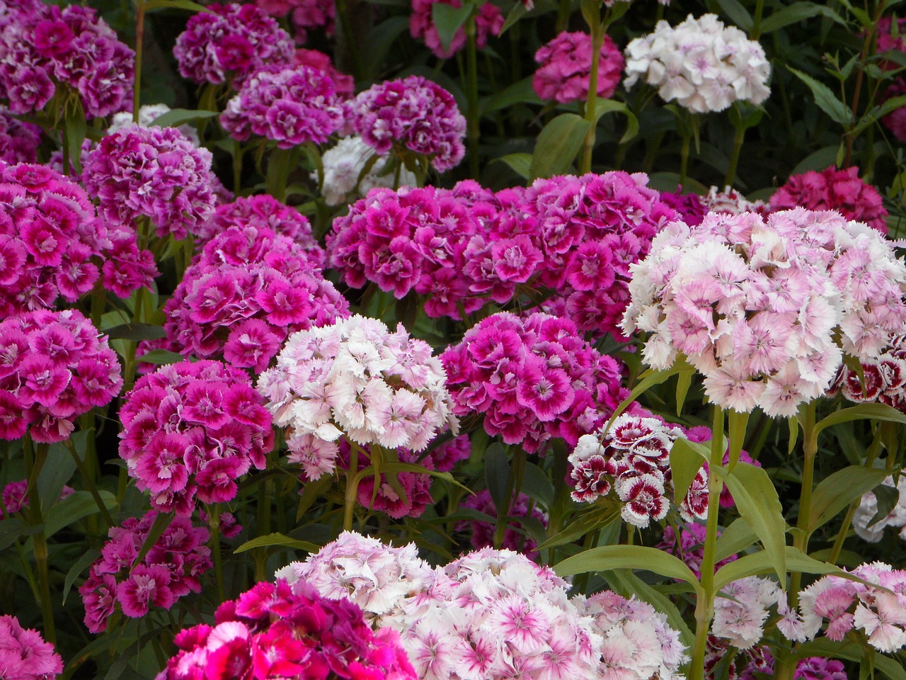 pussy toes everlasting sea of flowers blütenmeer free photo
