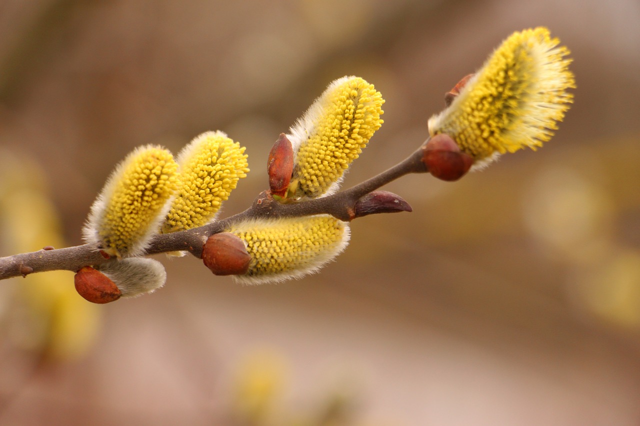 pussy willow spring nature free photo