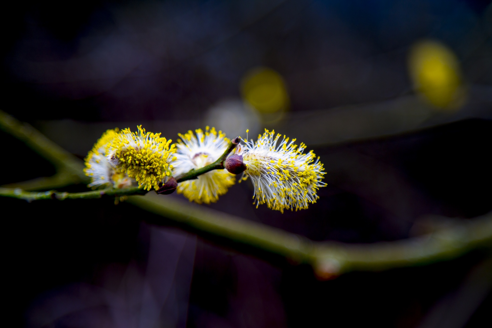 beauty beauty nature blossom free photo