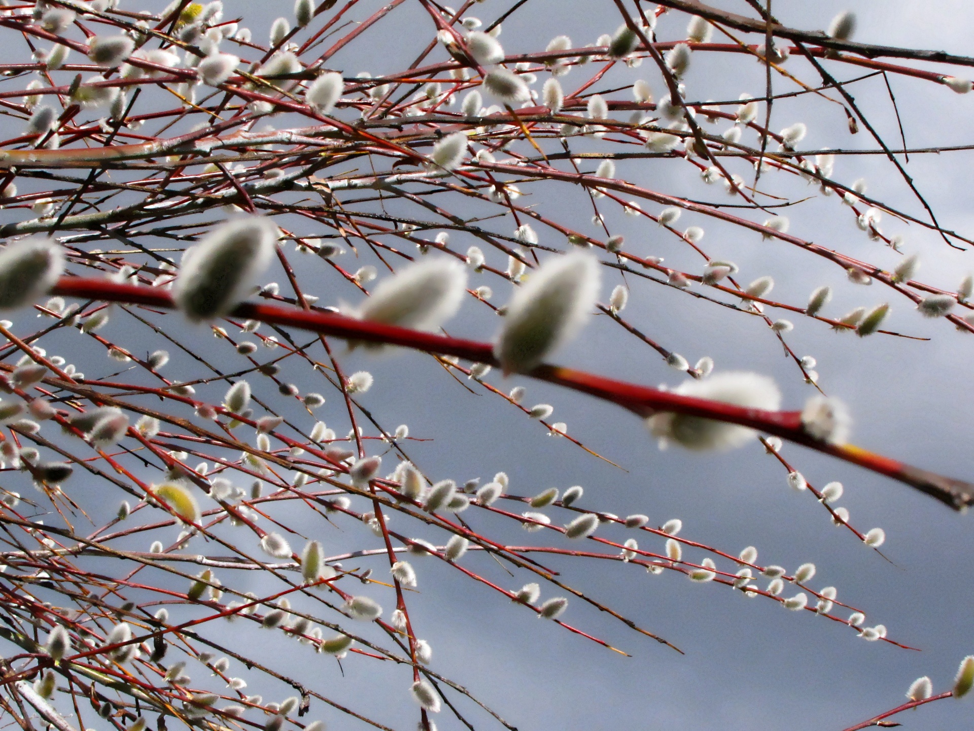 pussy willow pussy willow free photo