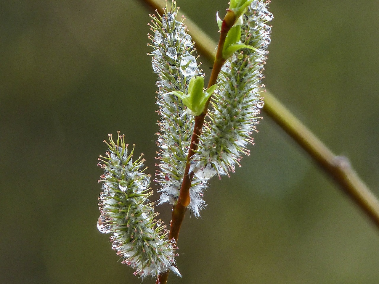 pussy willows palmkaetzchen bush free photo