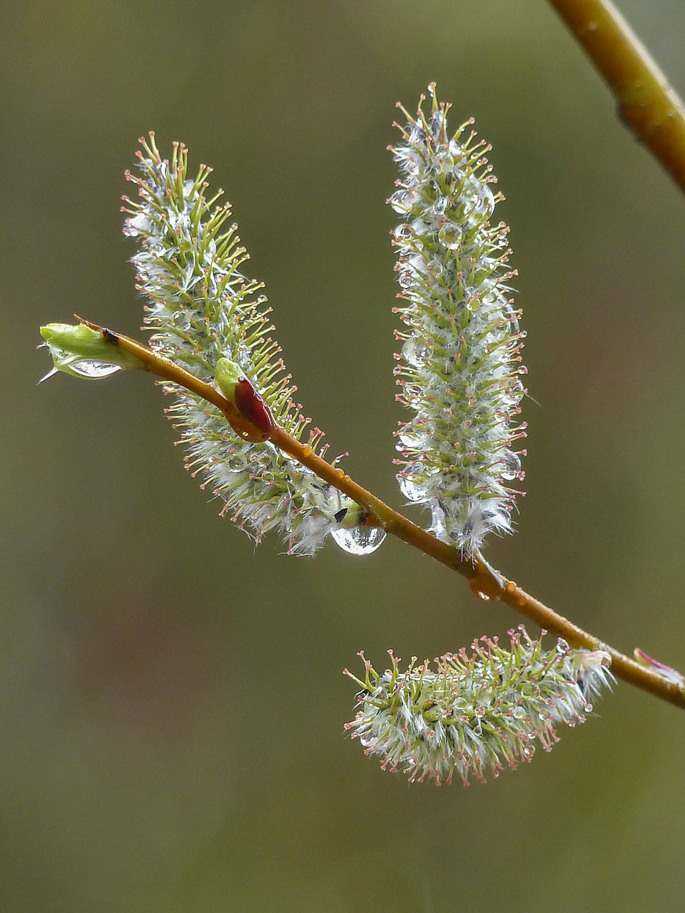 pussy willows palmkaetzchen bush free photo