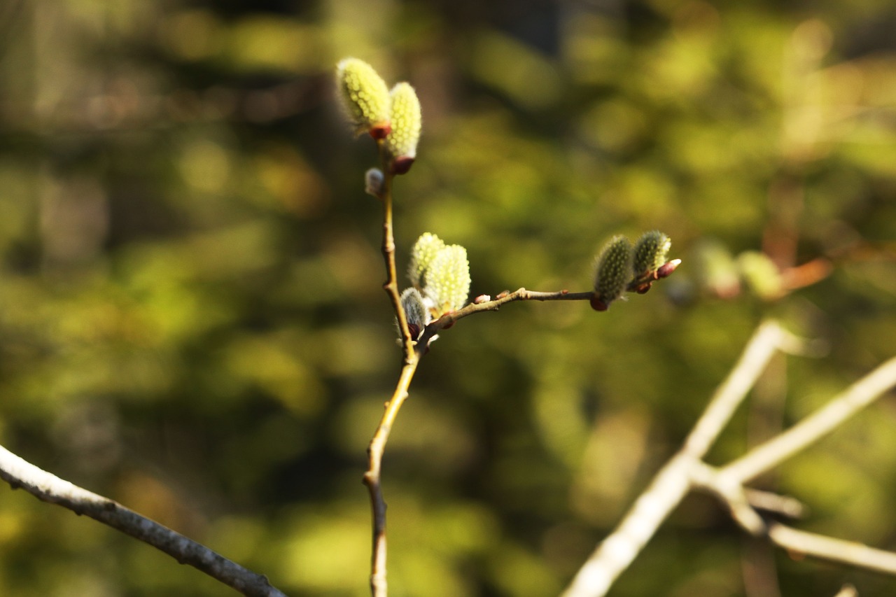 pussy willows  branches  spring free photo