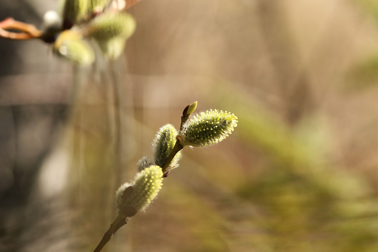 pussy willows  branches  spring free photo